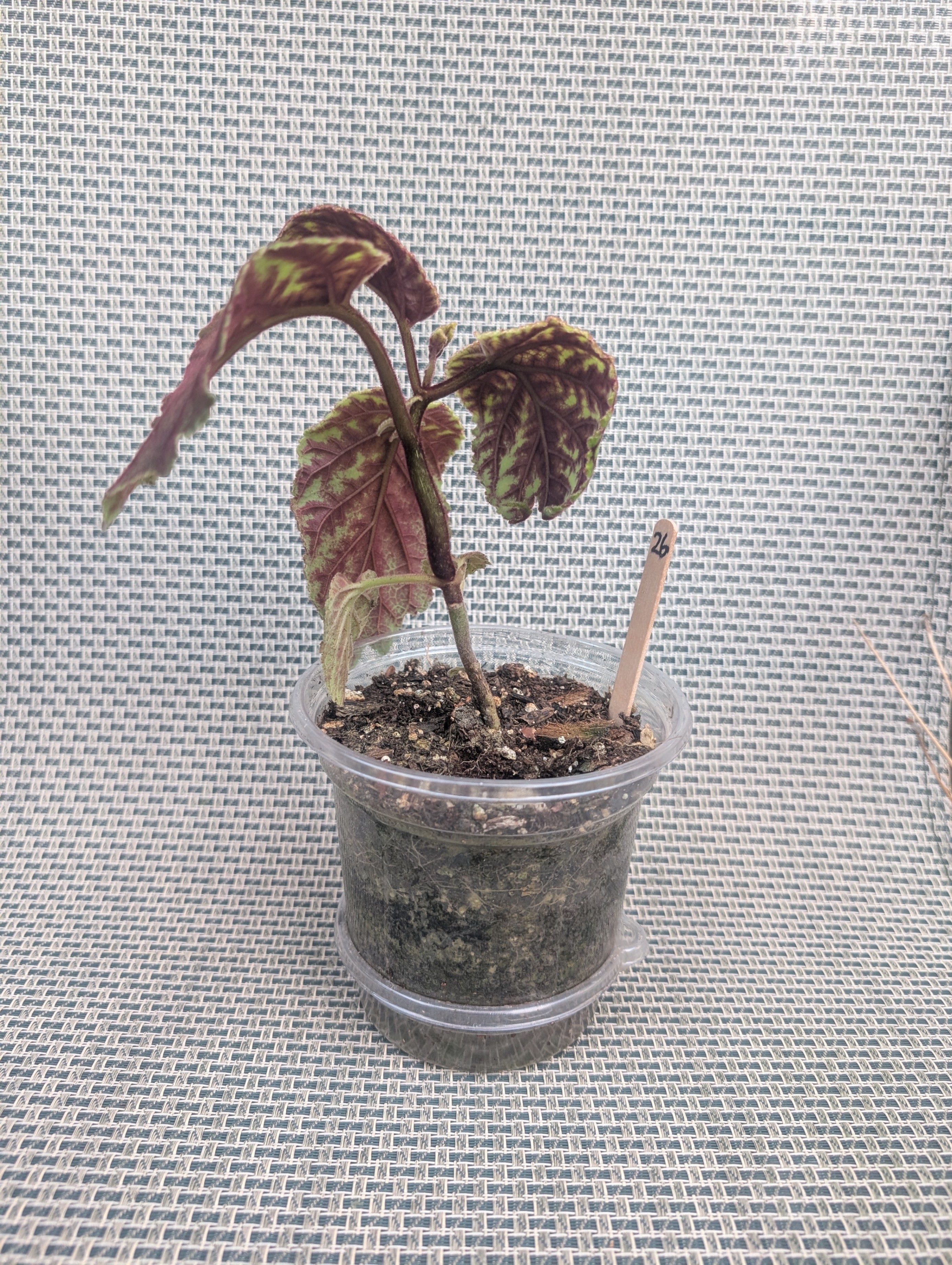Smithiana rare gesneriad tropical house plant - has flower buds