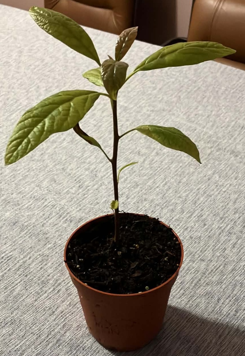 Avocado Plant