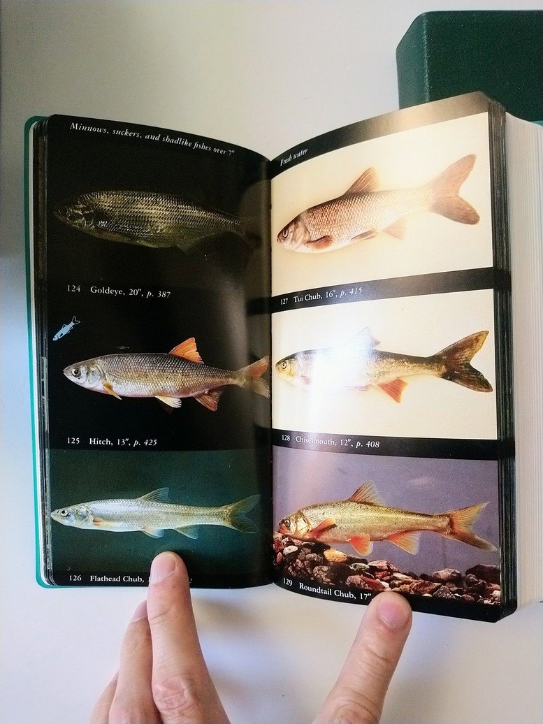 Audubon Society Field Guides! - photo 3