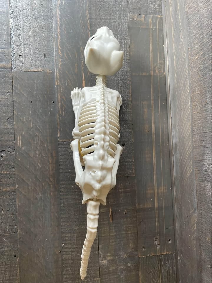 Halloween Skeleton Cat Realistic Looking Halloween Skeleton - photo 4