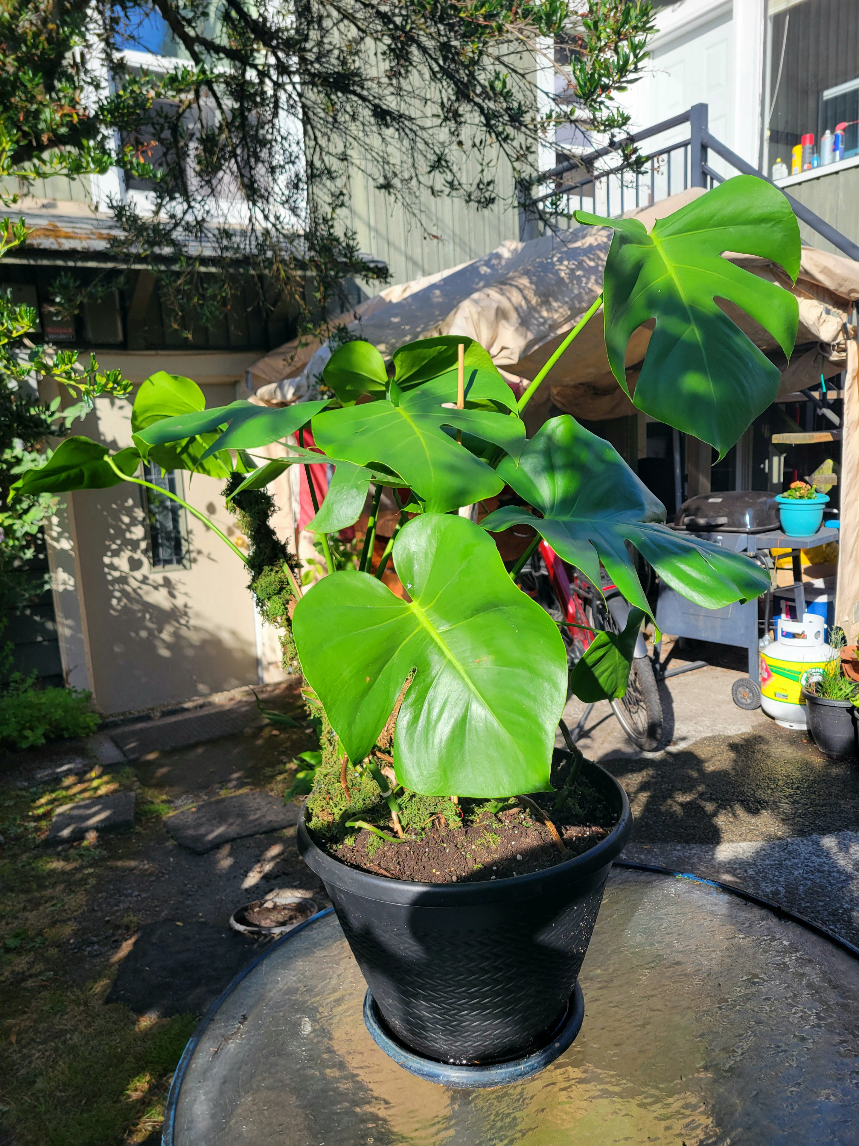 Monstera Deliciosa in Large Black Planter