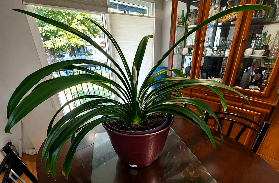 Homegrown Natal Lily