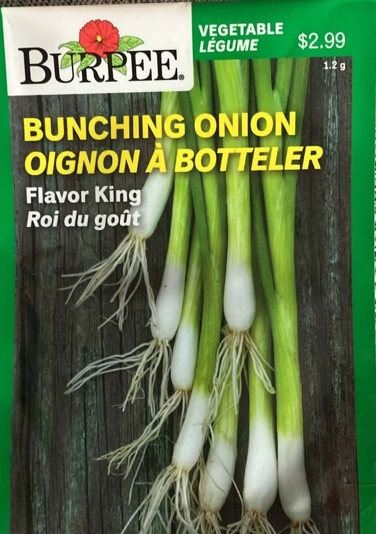 Bunching Onion Flavor King Seeds