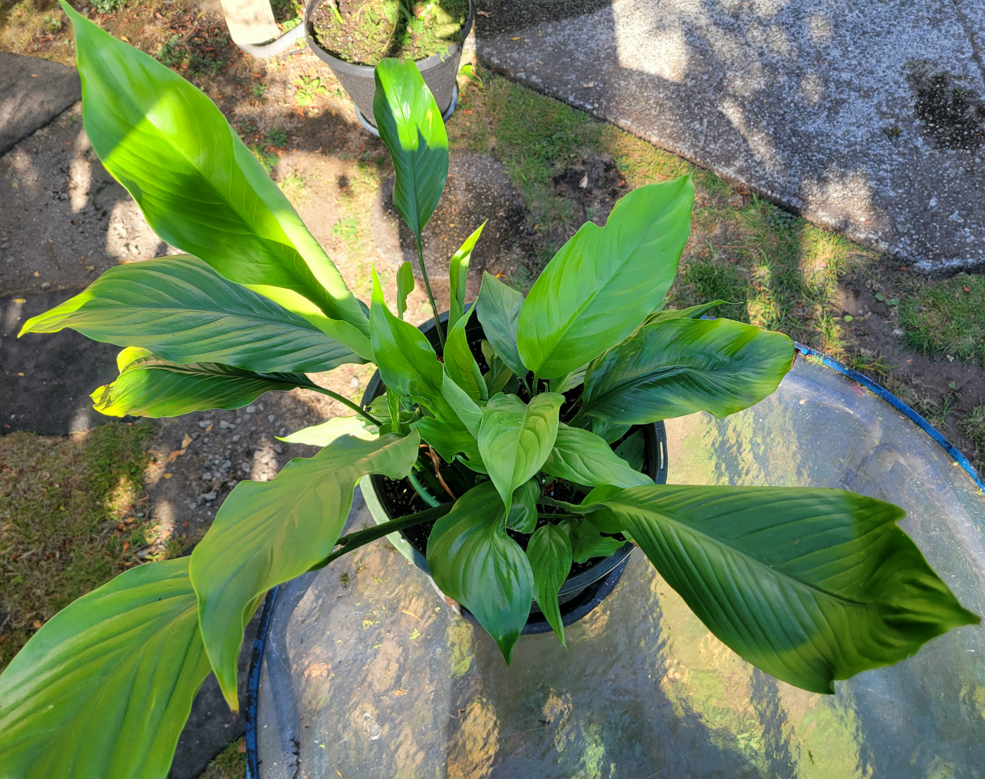 Lush Peace Lily in Planter - photo 2