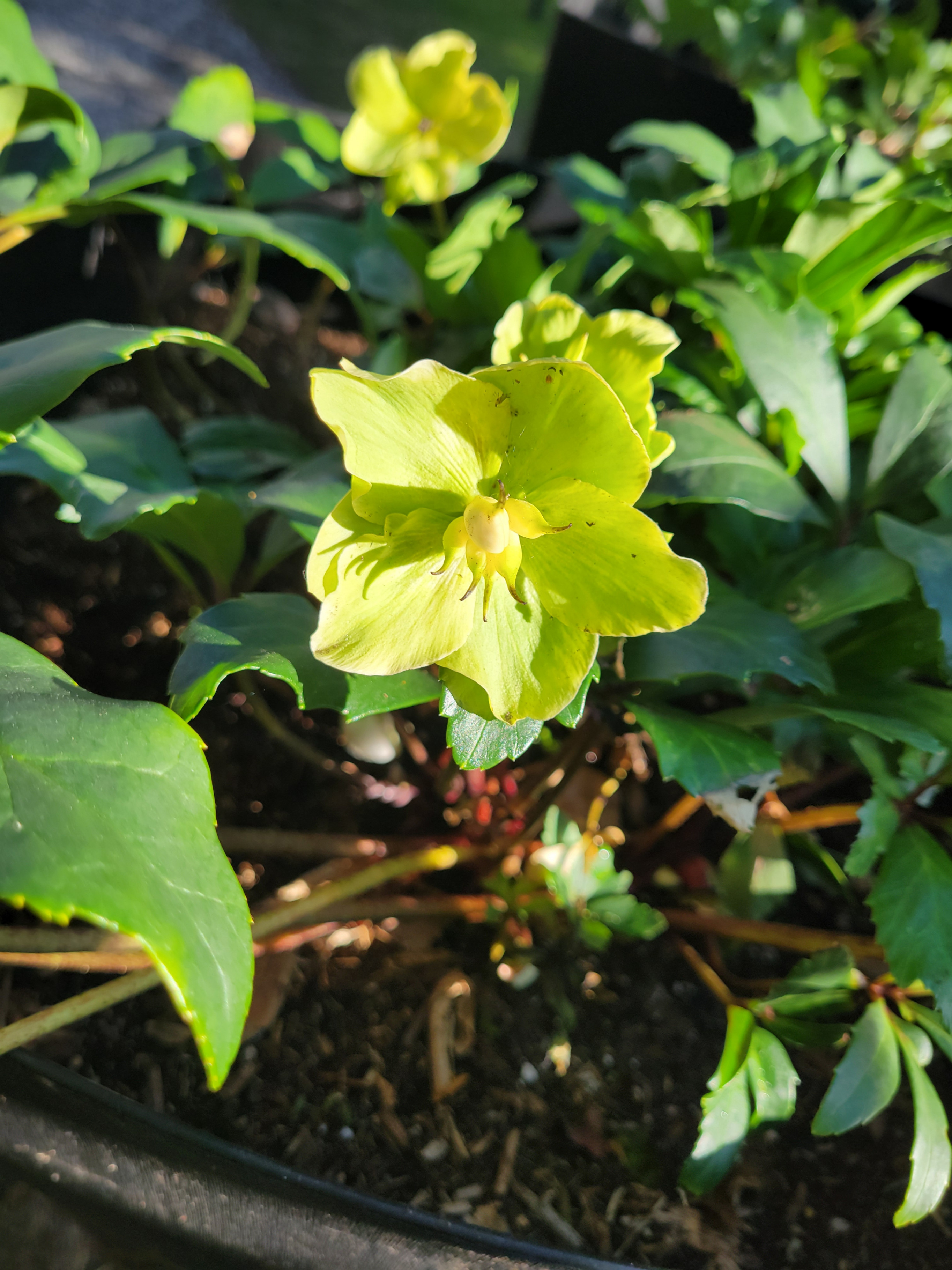 Large Black Planters (with or without Hellebore flowers) - photo 5