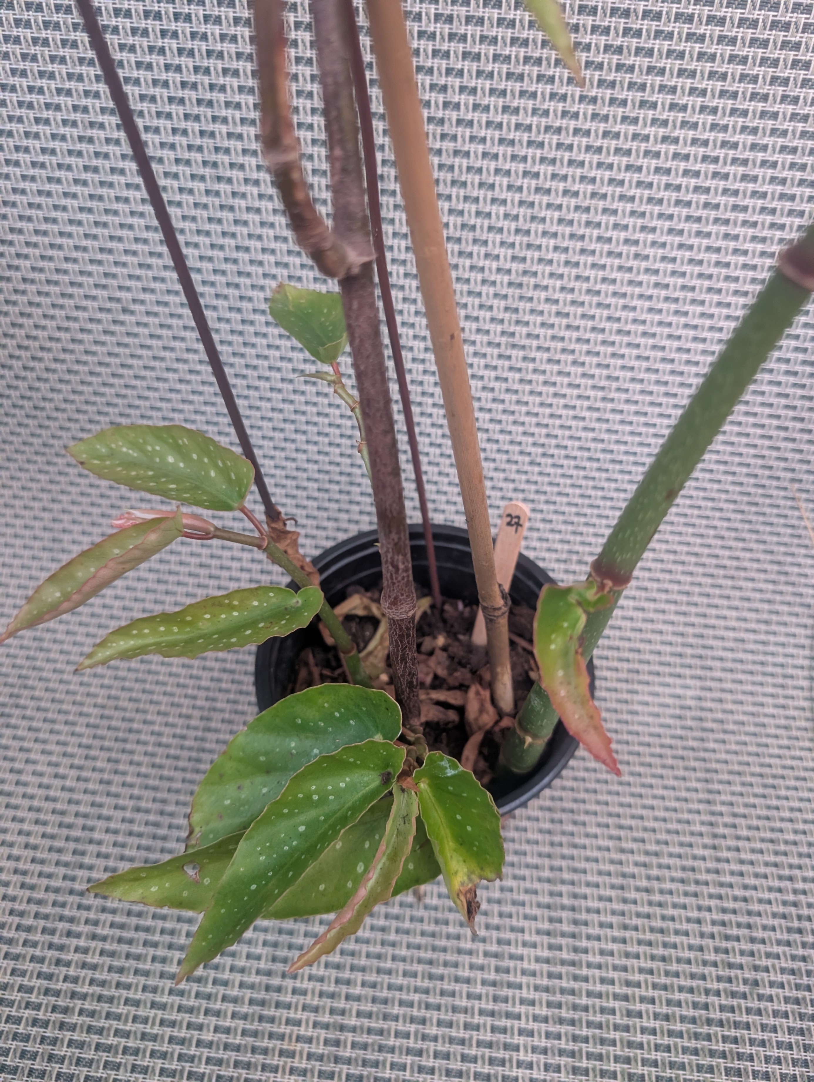 Angel wing cane begonia tamaya tropical house plant - photo 2