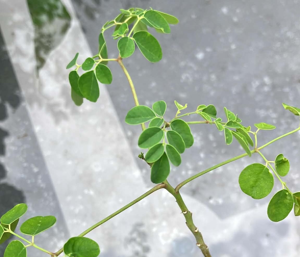 Moringa Plant - photo 2