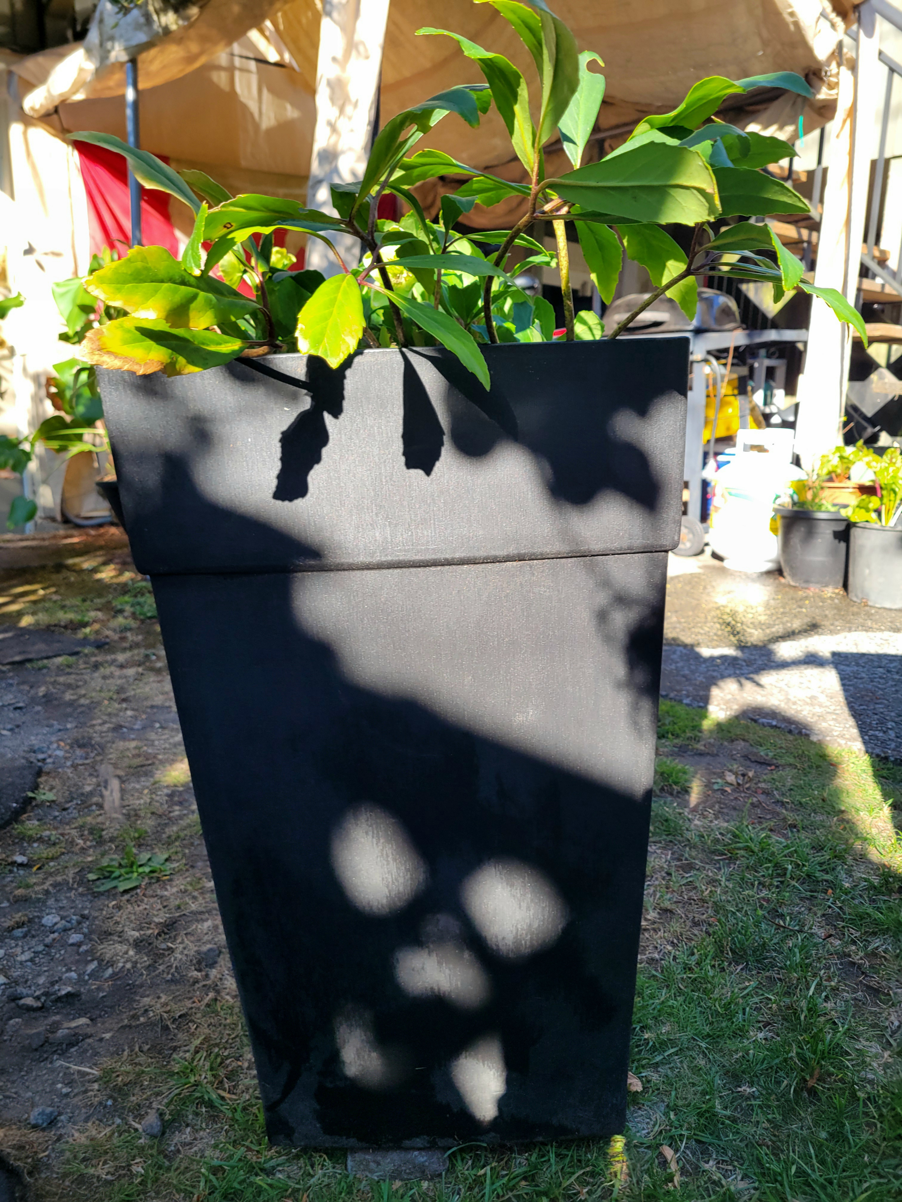 Large Black Planters (with or without Hellebore flowers) - photo 2