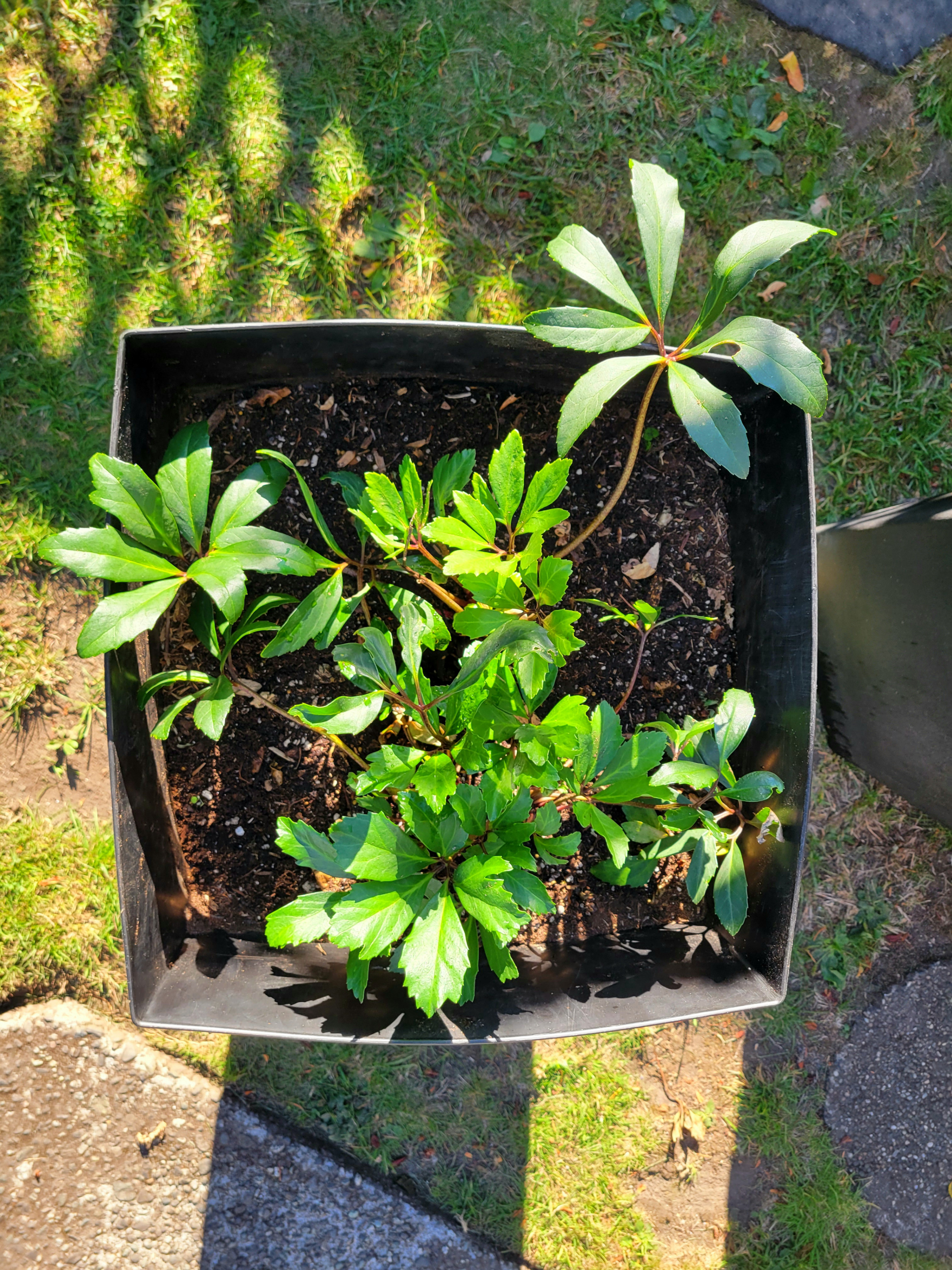Large Black Planters (with or without Hellebore flowers) - photo 4