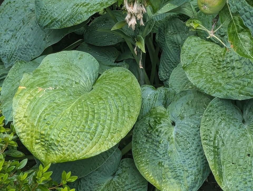 Giant Empress Wu Hosta – PLANT NOW! - photo 2