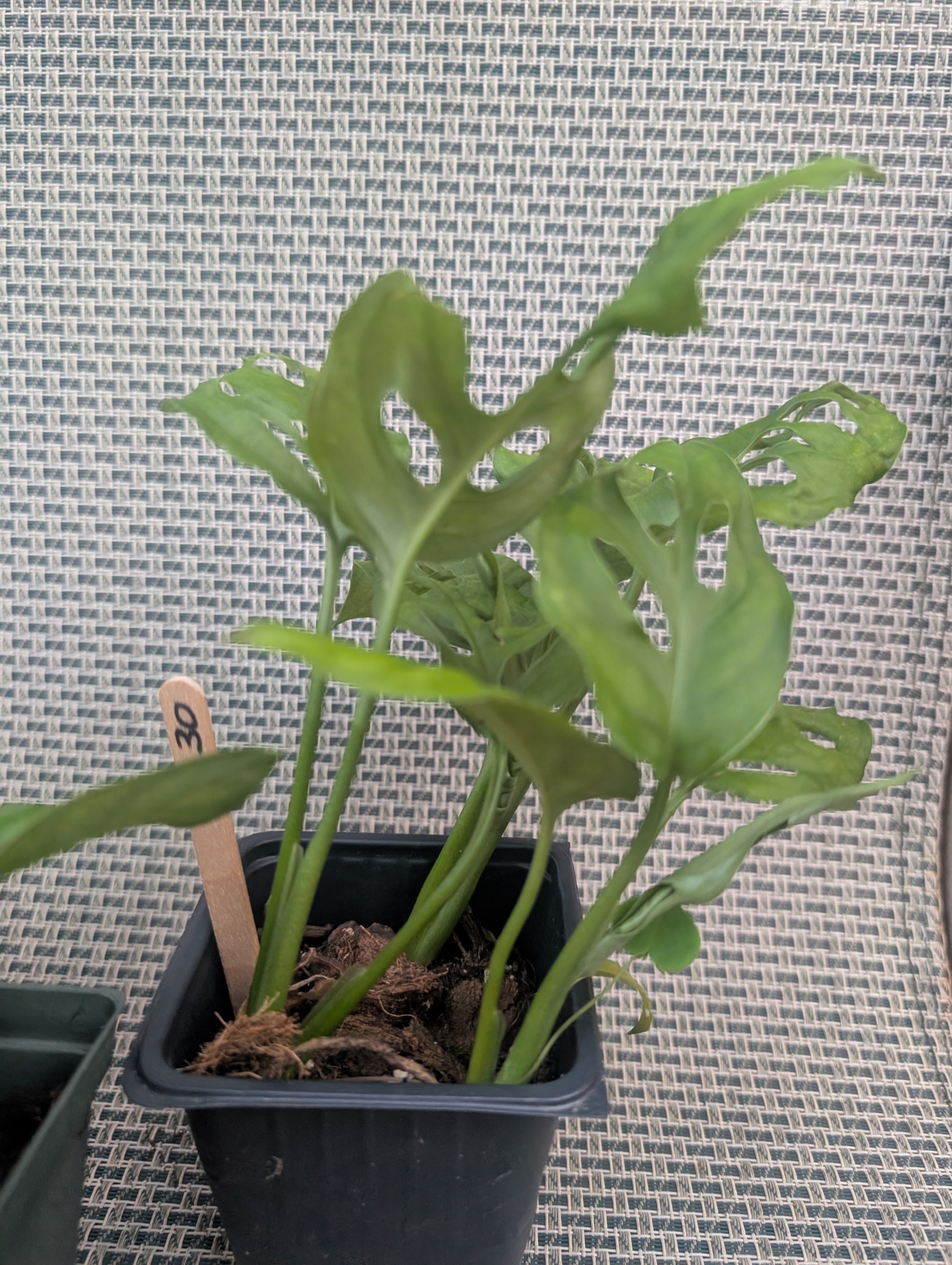 Monstera adansonii tropical vining house plant - photo 3