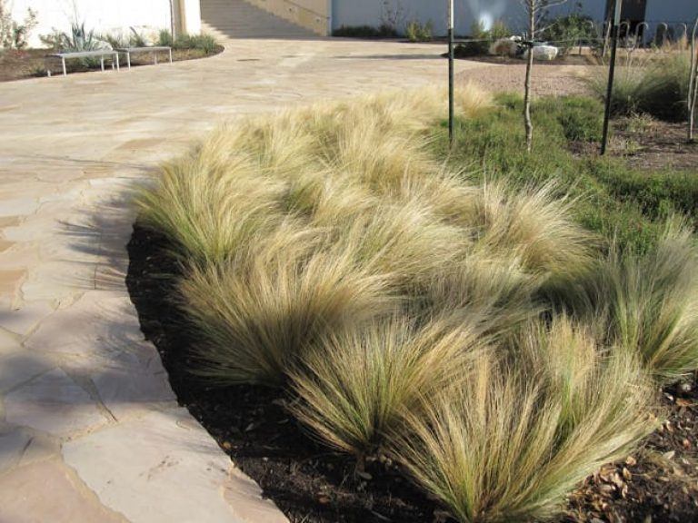 $10 per plant- Golden Mexican Feather Grass PLANT NOW