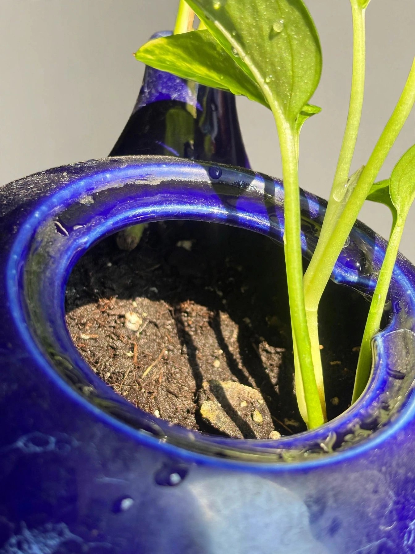 Cobalt Blue Ceramic Teapot Planter Crackle Glaze Lid With Pothos - photo 4
