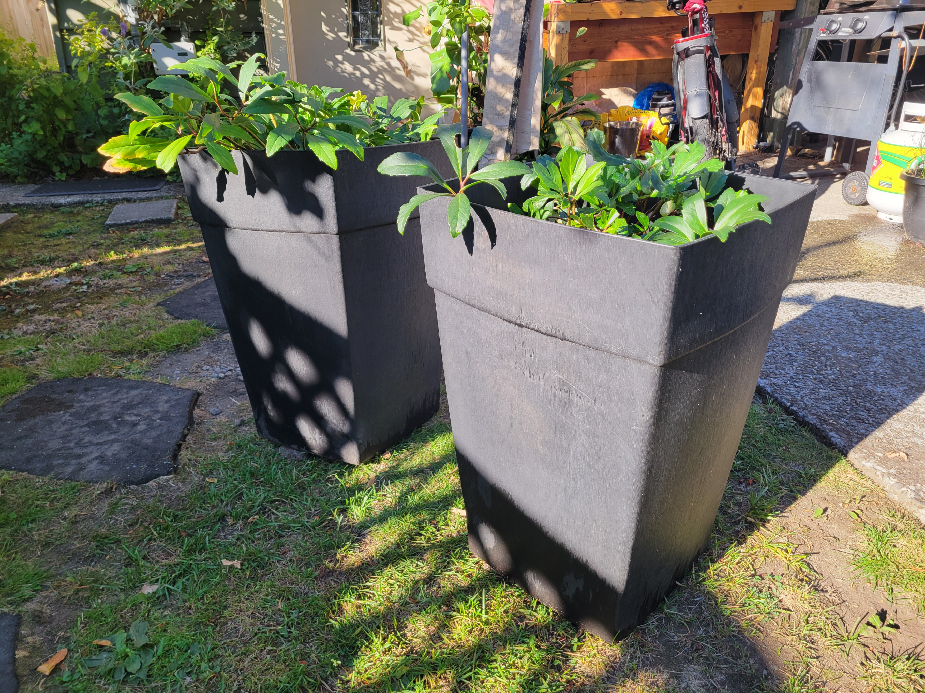 Large Black Planters (with or without Hellebore flowers)
