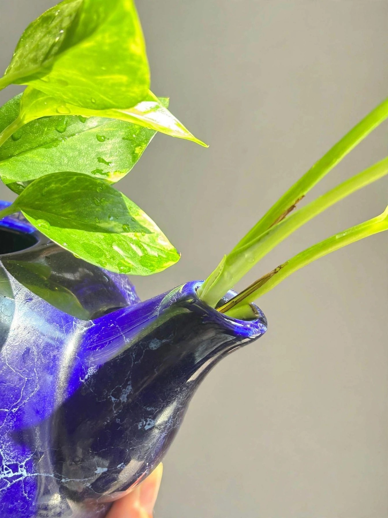Cobalt Blue Ceramic Teapot Planter Crackle Glaze Lid With Pothos - photo 2