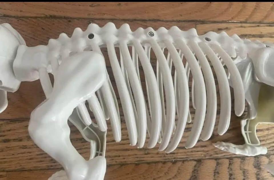 NEW - Skeleton dog with rotating head - photo 3