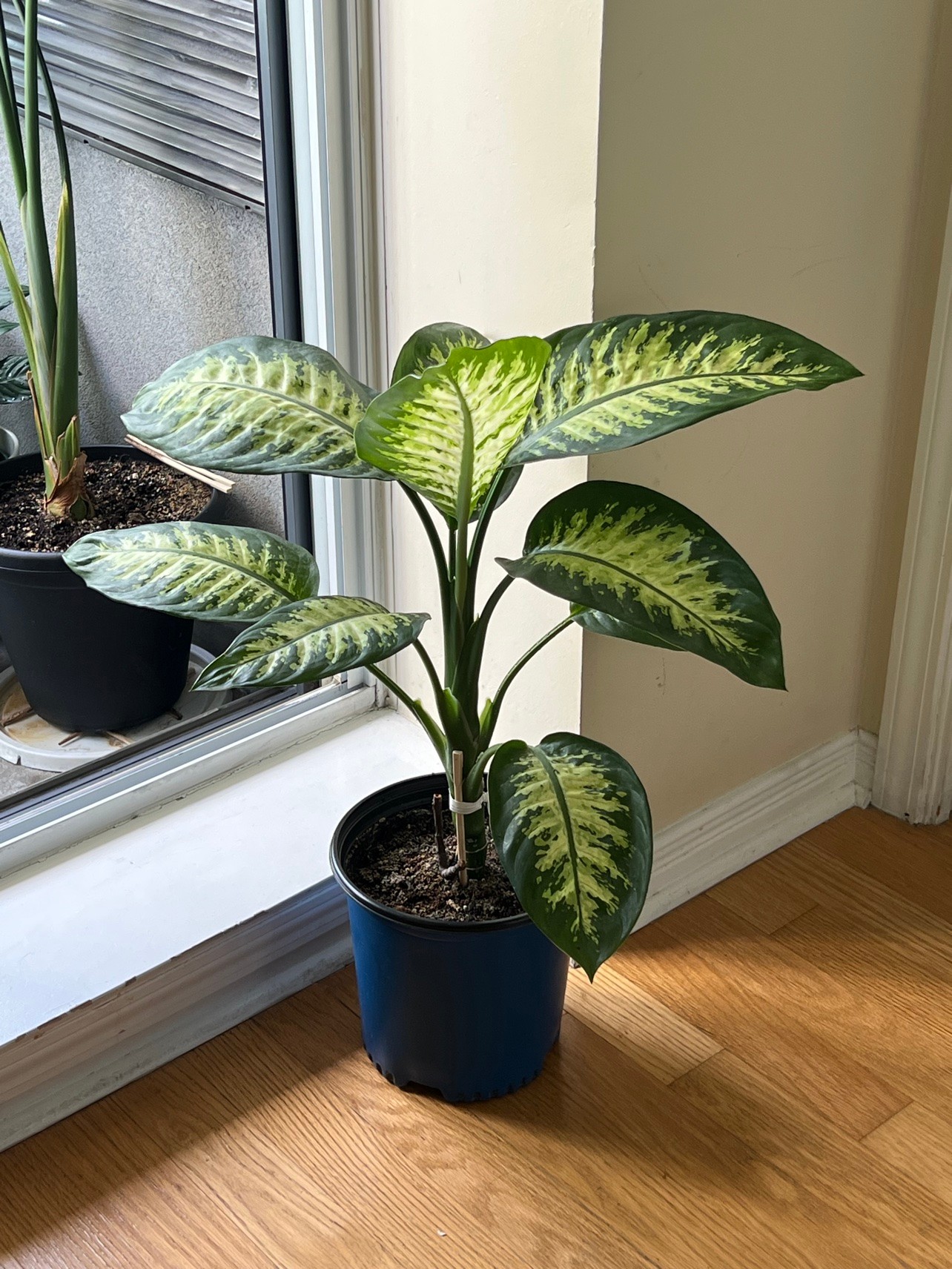 Dieffenbachia Indoor Plant - Large Variegated (~65 cm) - photo 2