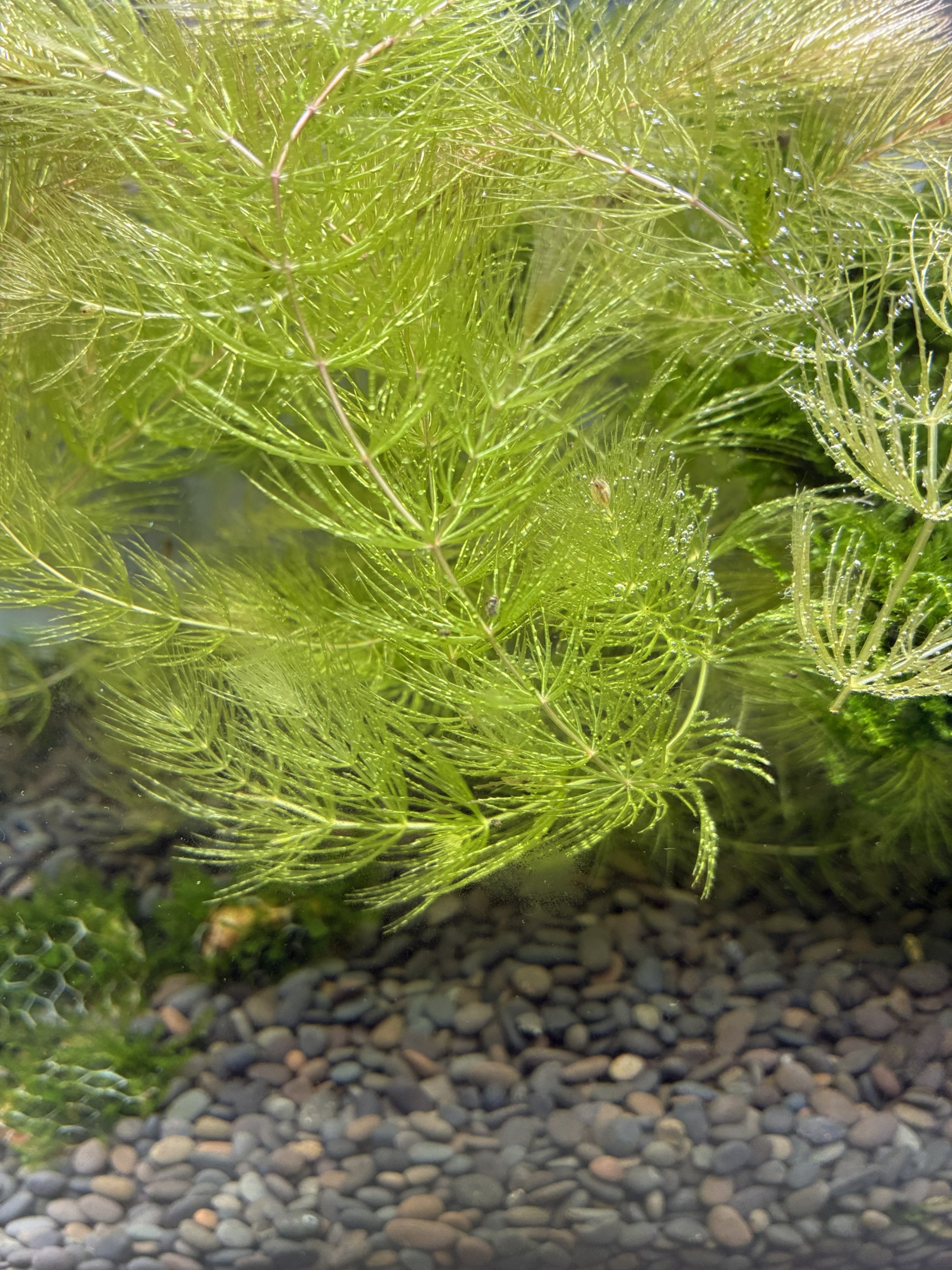 Healthy Hornwort Aquarium Plants — $1