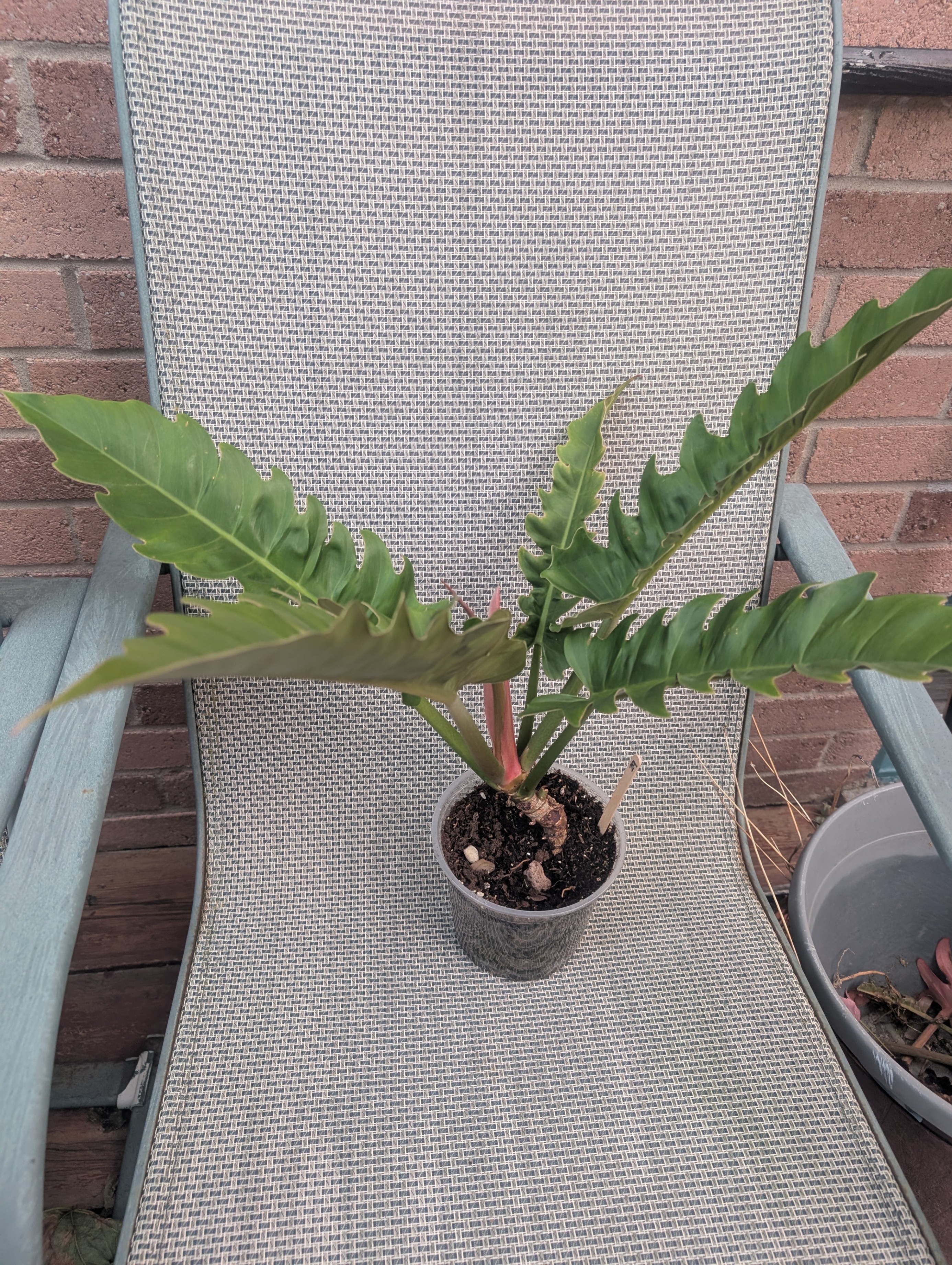 Philodendron narrow escape large compact tropical house plant