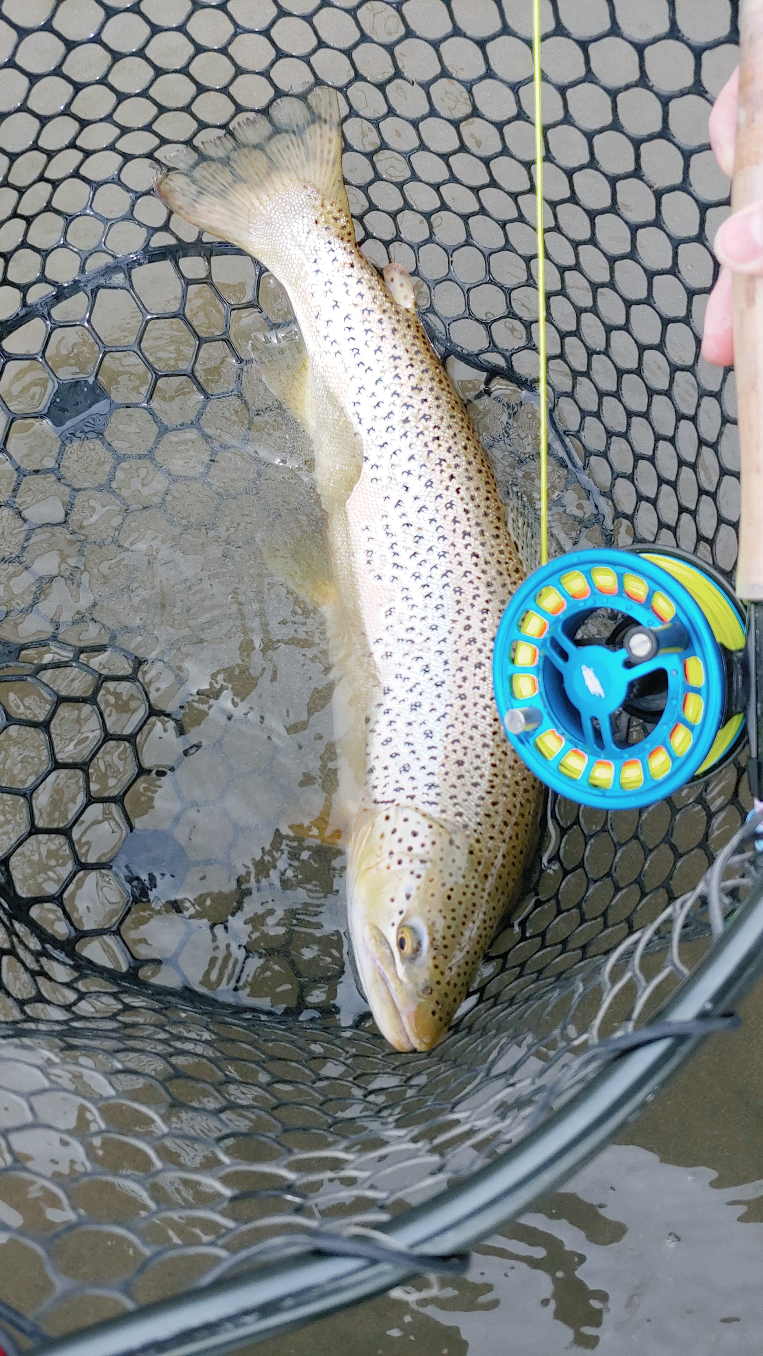 New CNC-Machined 6wt Fly Reel - w/ Fly Line & Backing - photo 4