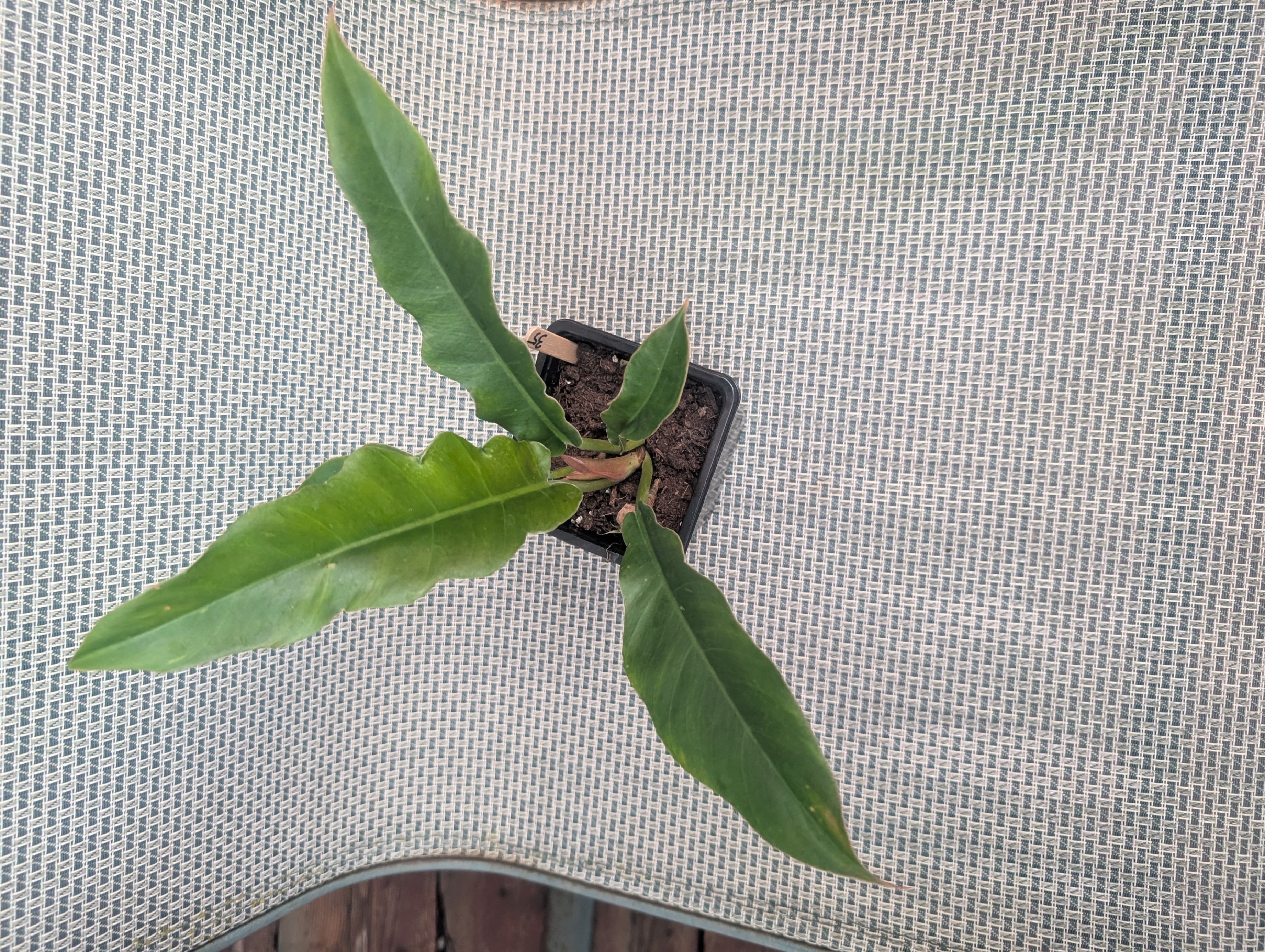 Philodendron narrow escape small compact tropical house plant