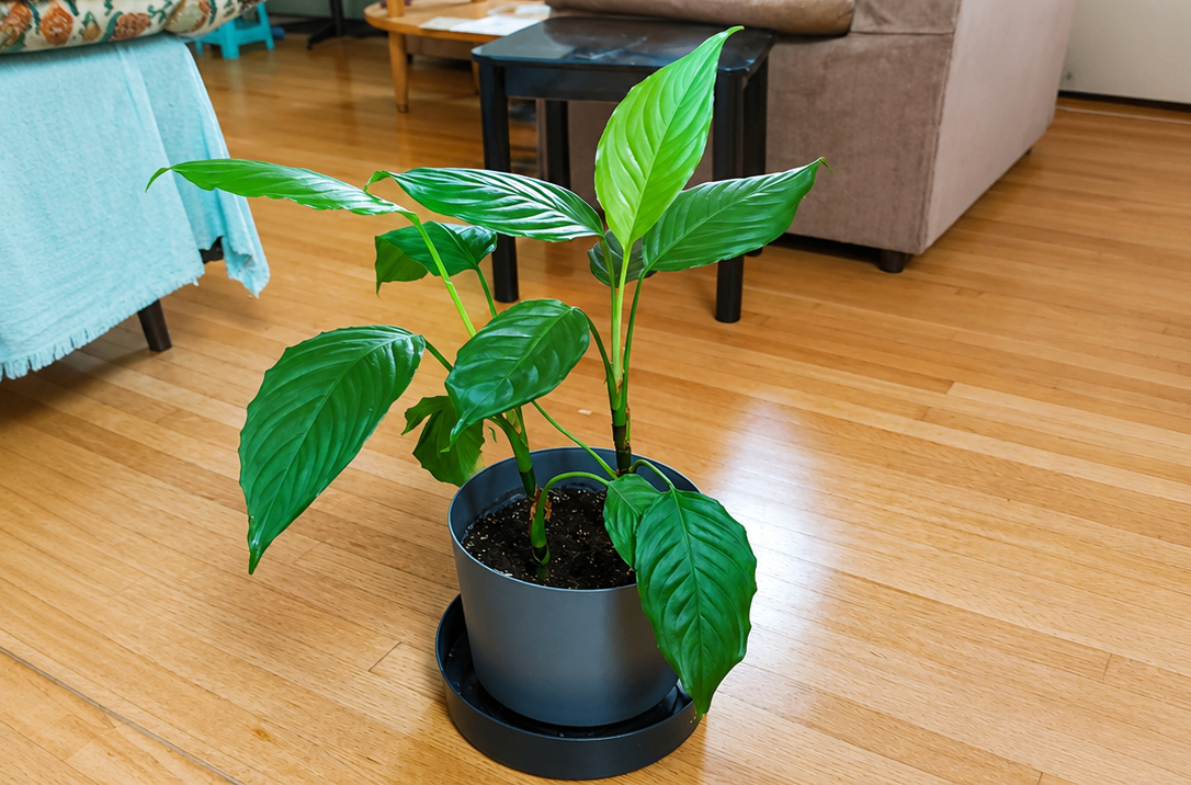 Homegrown Peace Lily