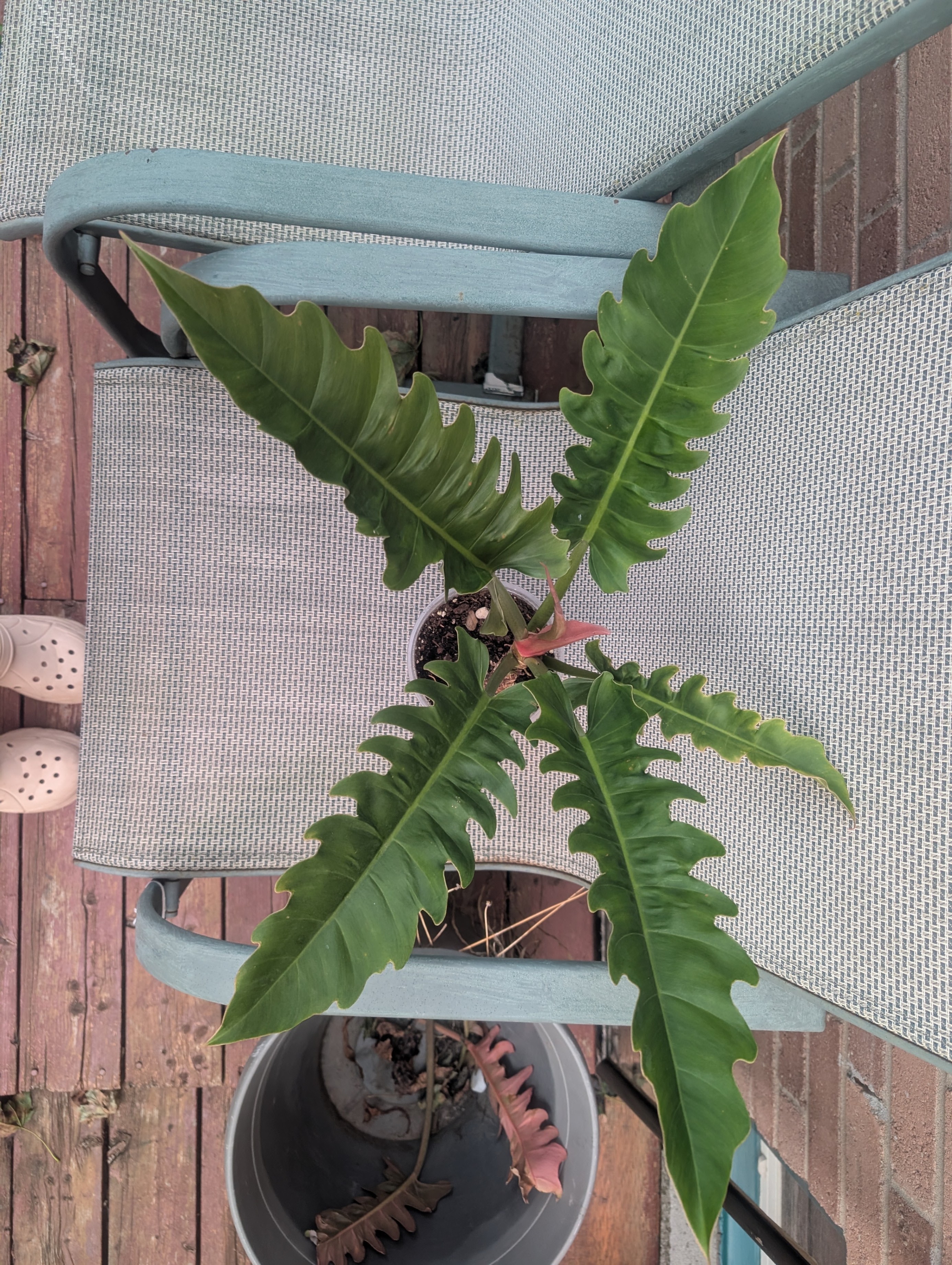 Philodendron narrow escape large compact tropical house plant - photo 2