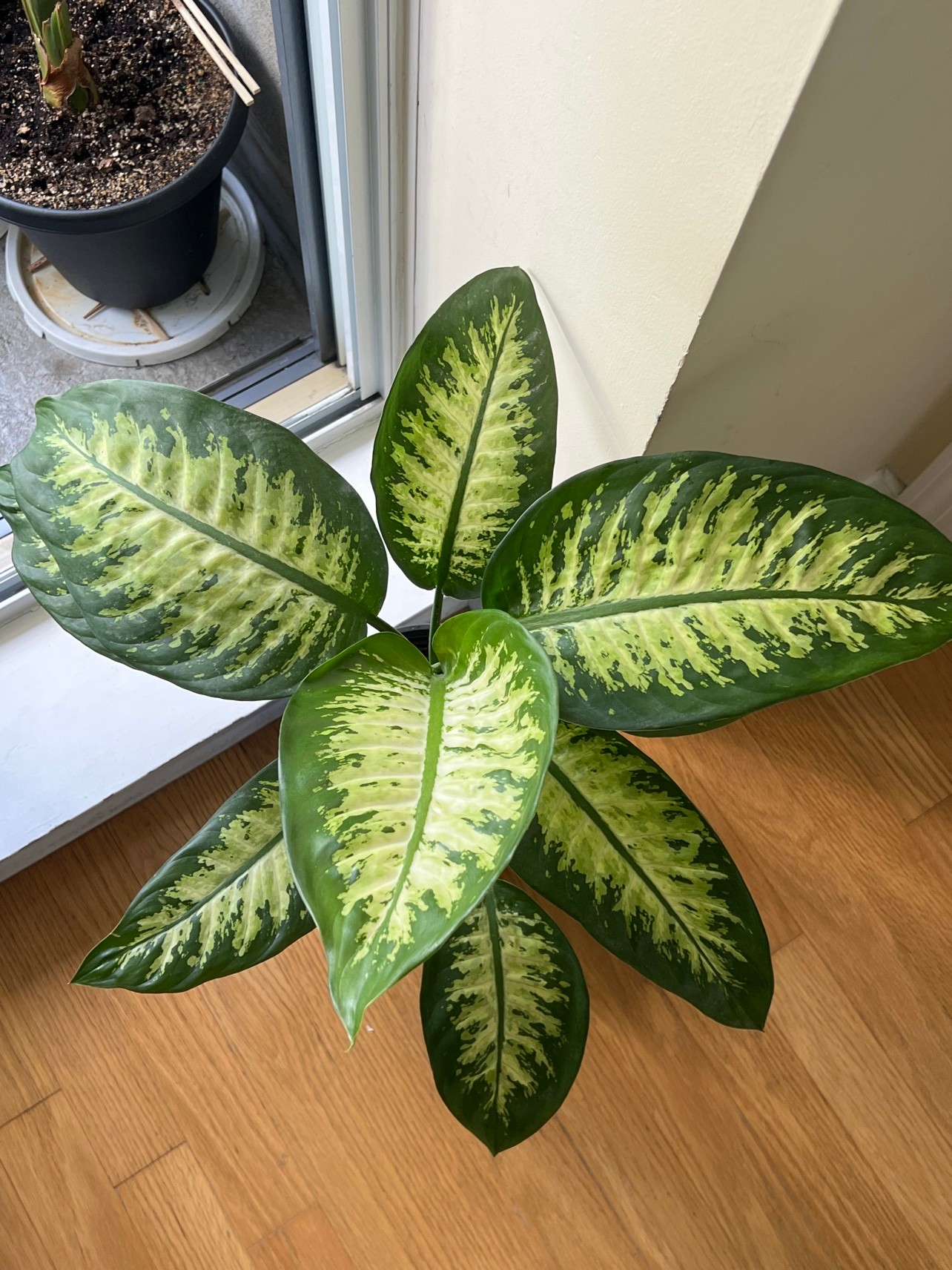 Dieffenbachia Indoor Plant - Large Variegated (~65 cm) - photo 3