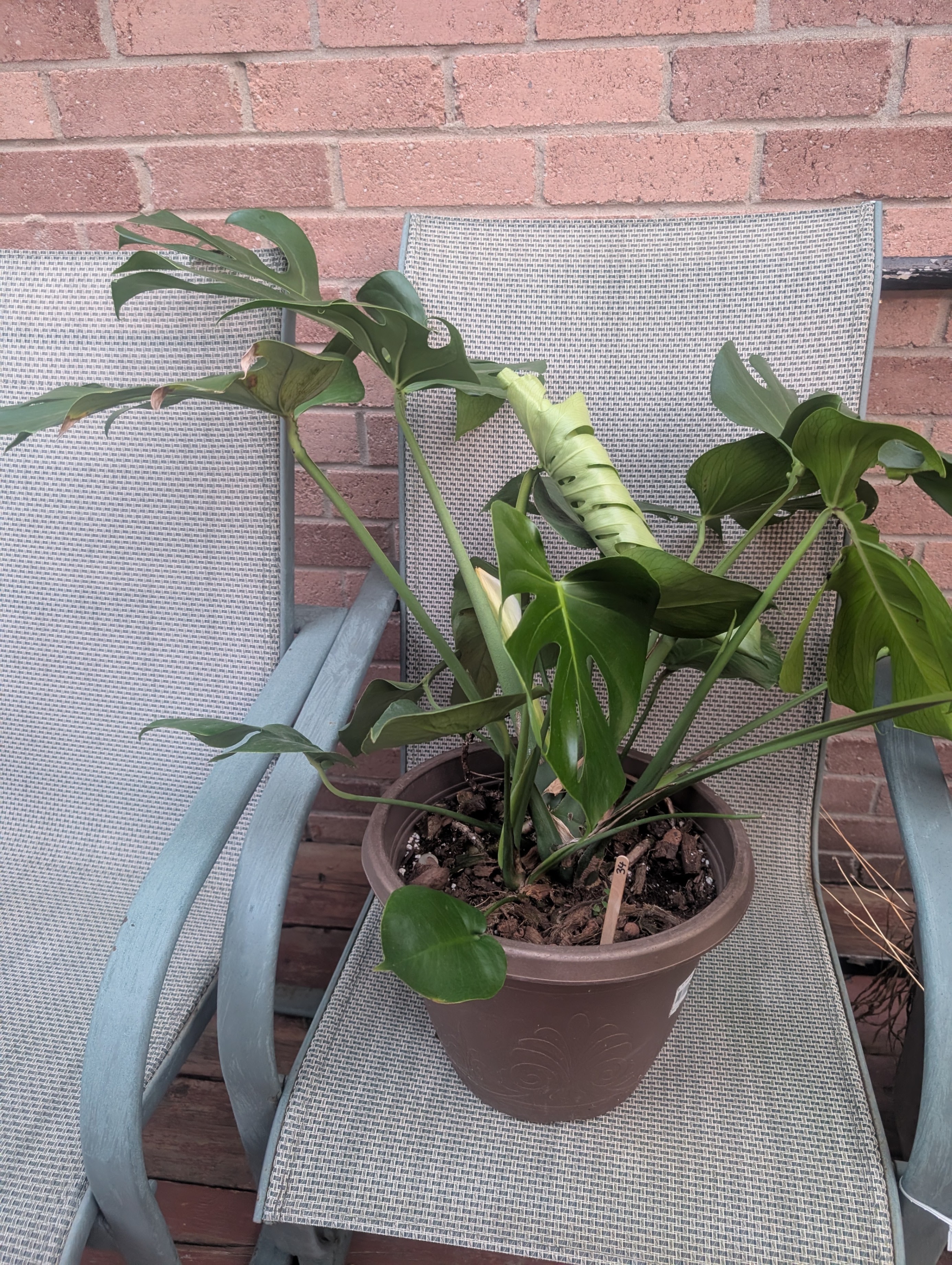 Monstera deliciosa 8in pot tropical house plant - photo 2