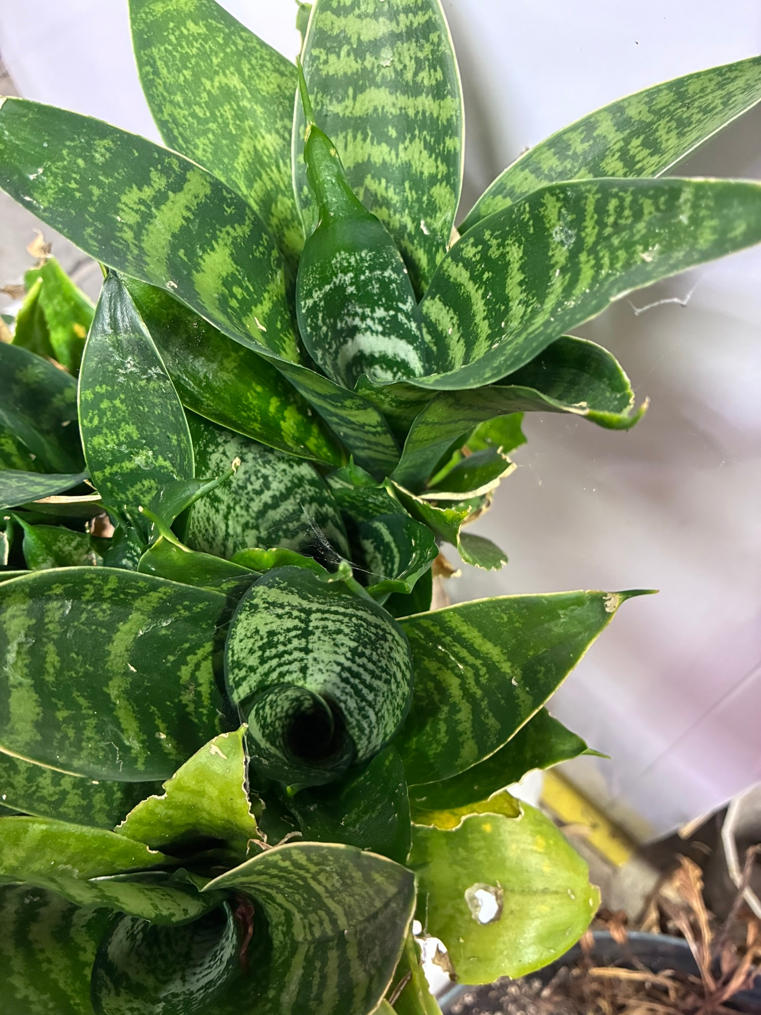 Mini Snake Plants (Sansevieria)