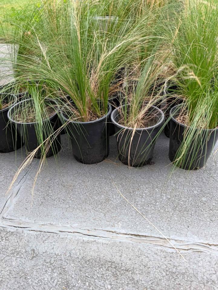 $10 per plant- Golden Mexican Feather Grass PLANT NOW - photo 2