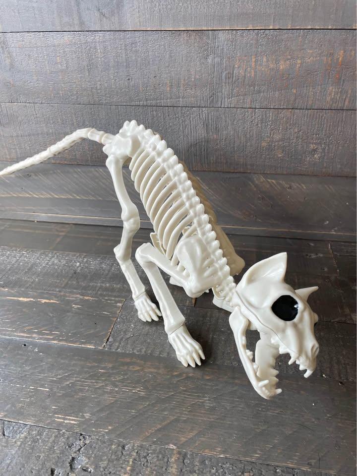 NEW - Cat Skeleton