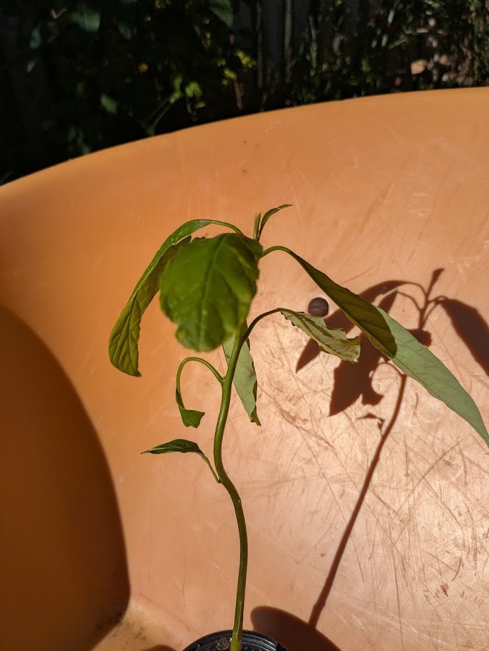 Jamaican Avocao Plant for indoors - photo 5
