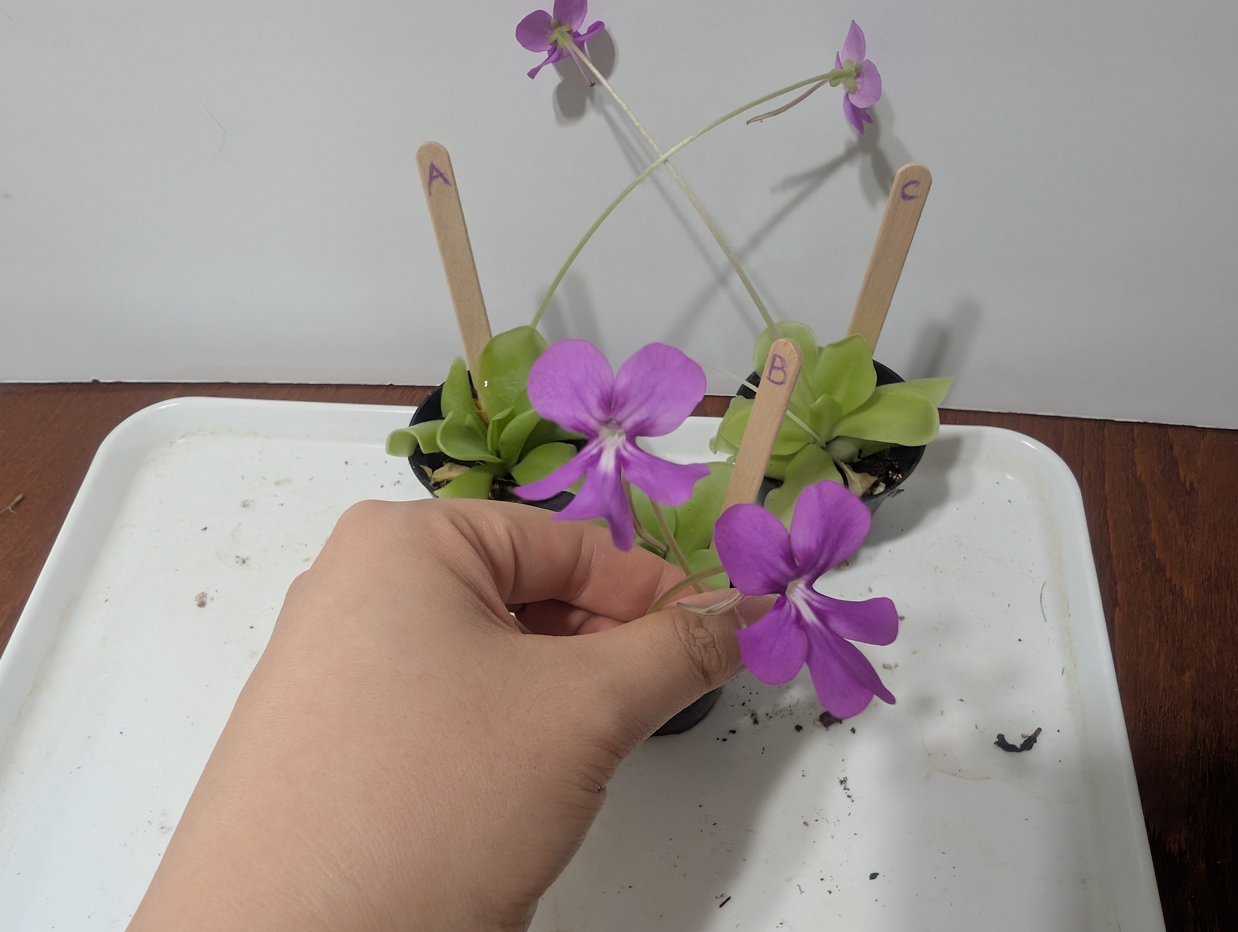 pinguicula moranensis carnivorous plant bug control