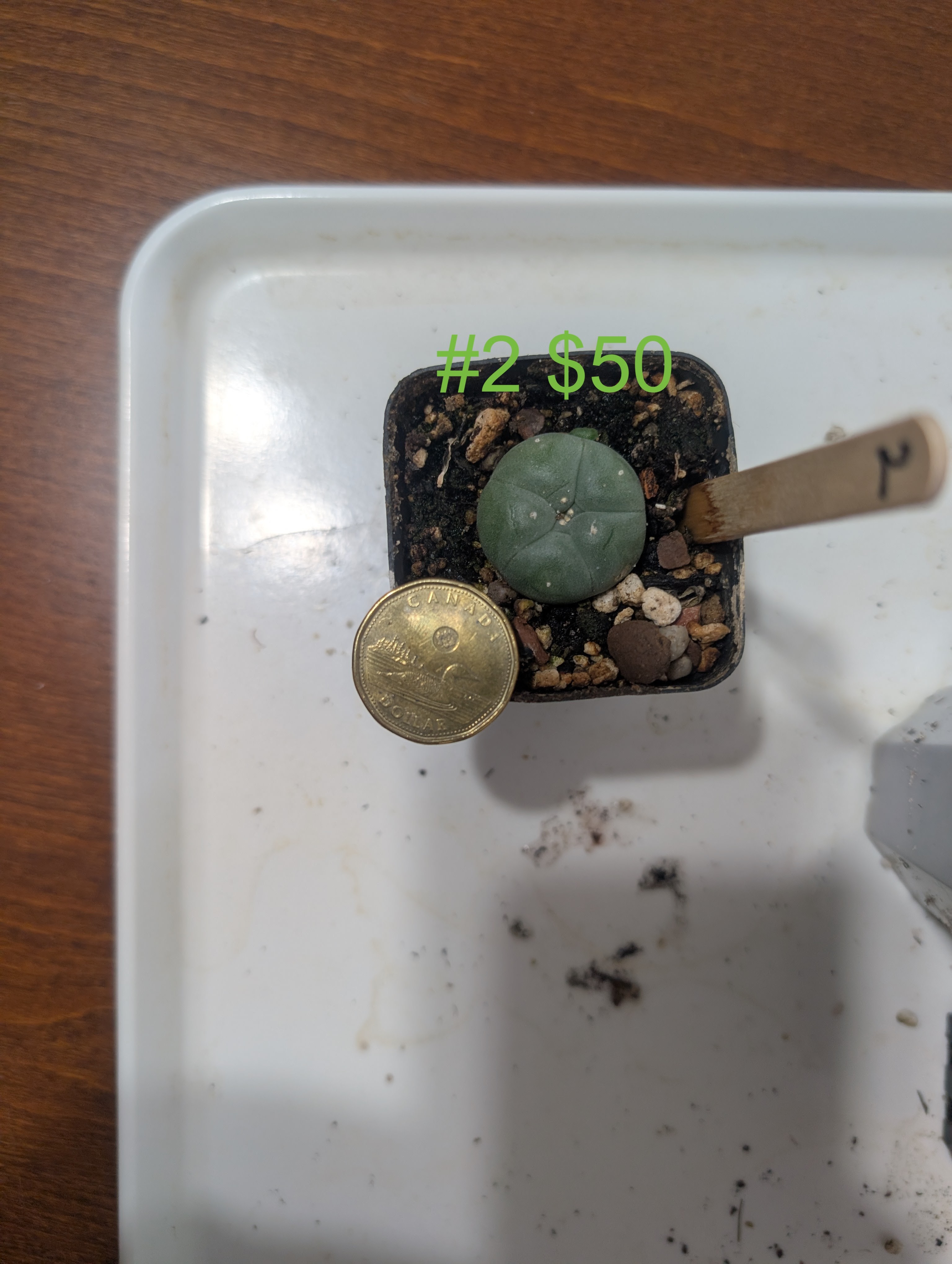 lophophora williamsii var caespitosa peyote cactus - photo 3
