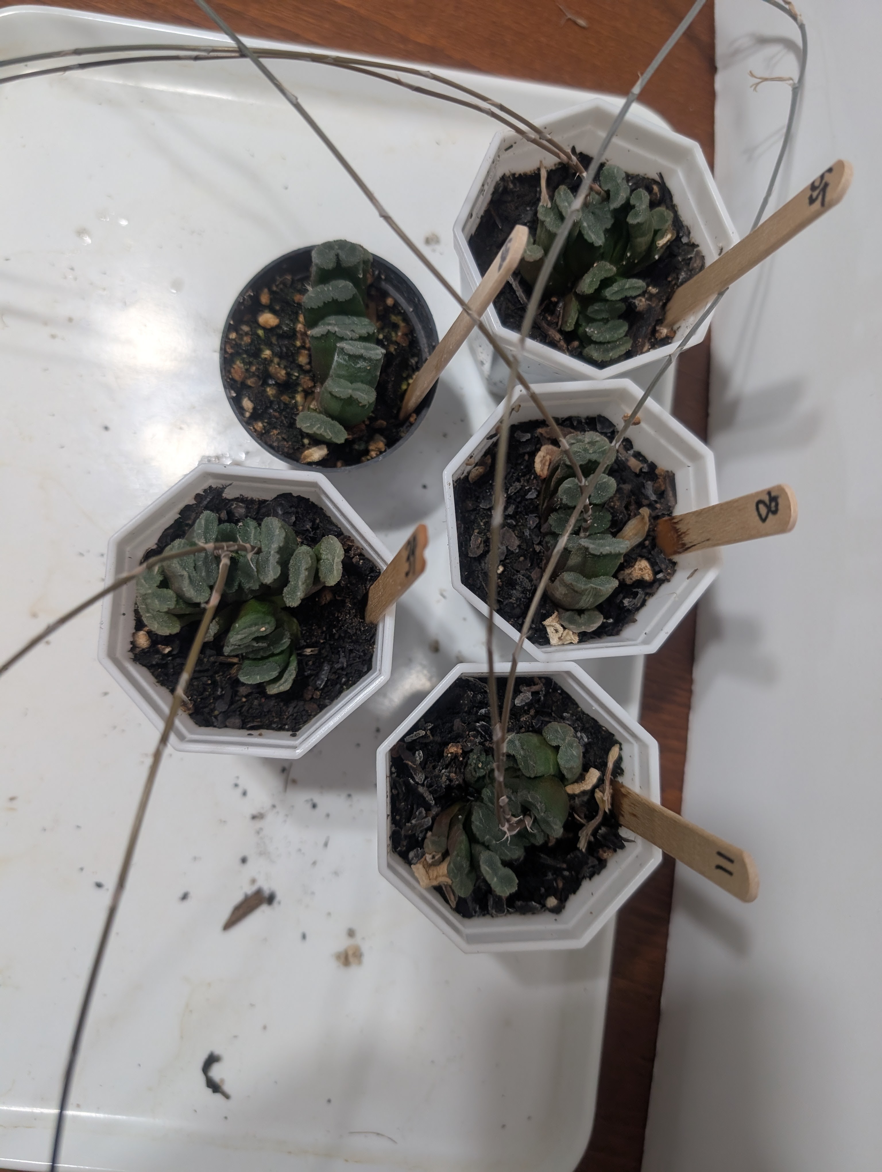 haworthia truncata mini tropical succulents plants - photo 2