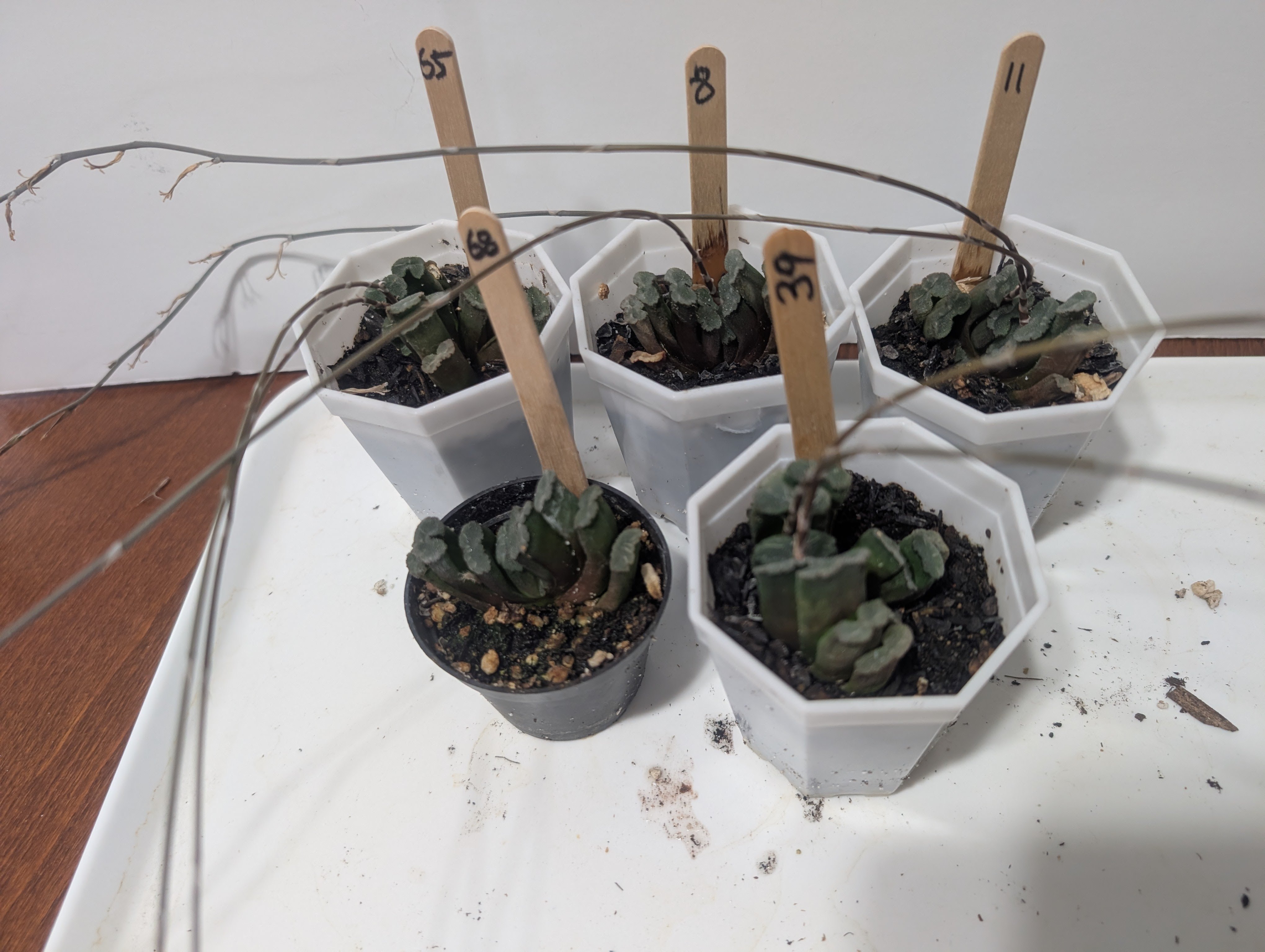haworthia truncata mini tropical succulents plants