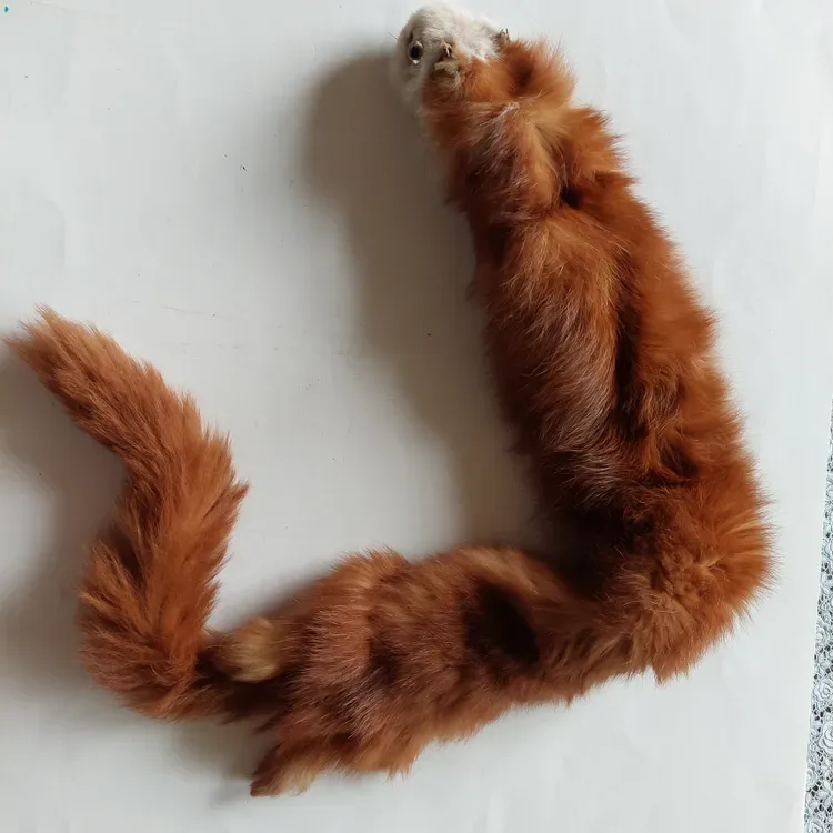 Ferret Pelt