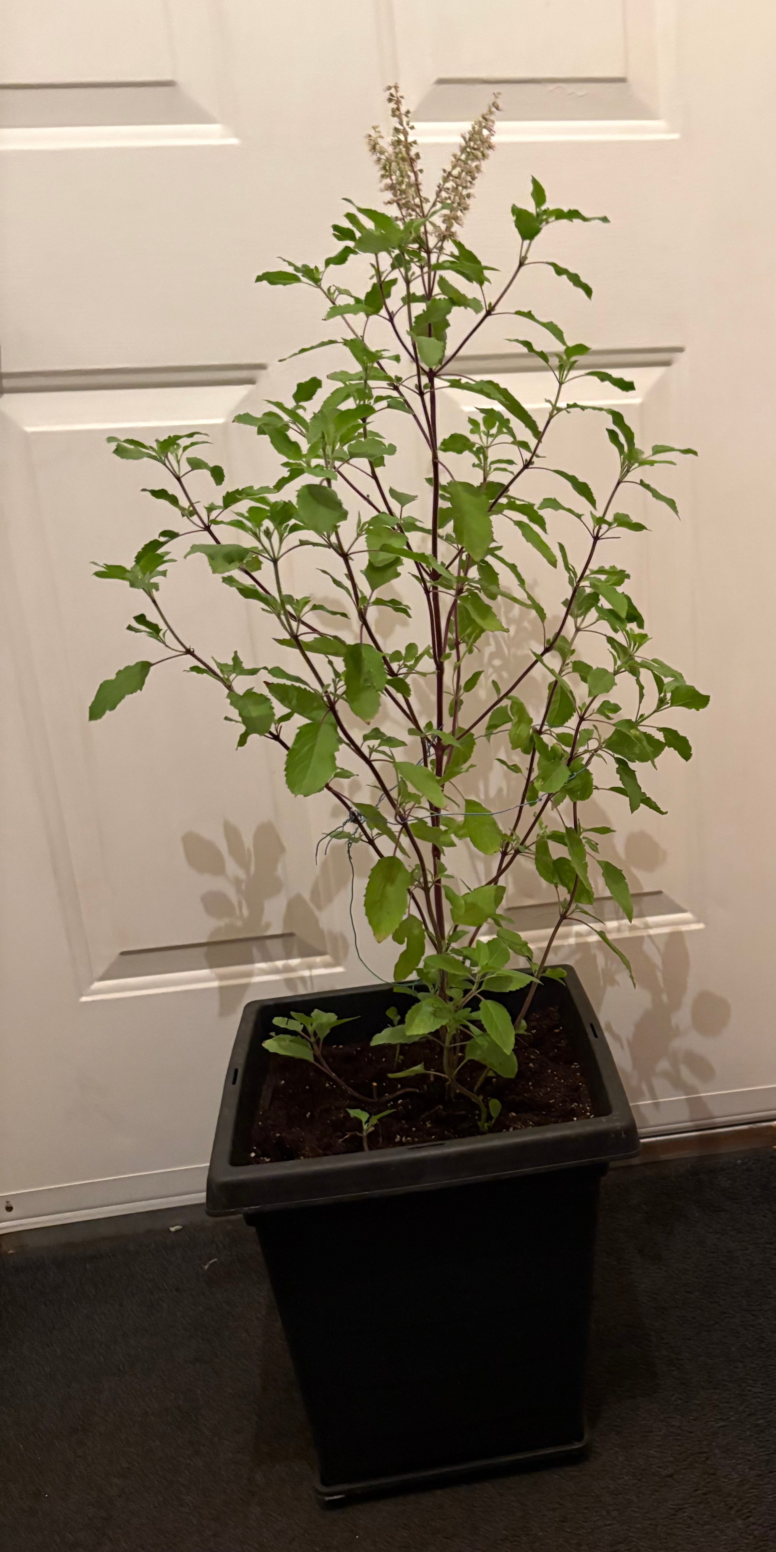 Holy Basil Plant in Square Pot