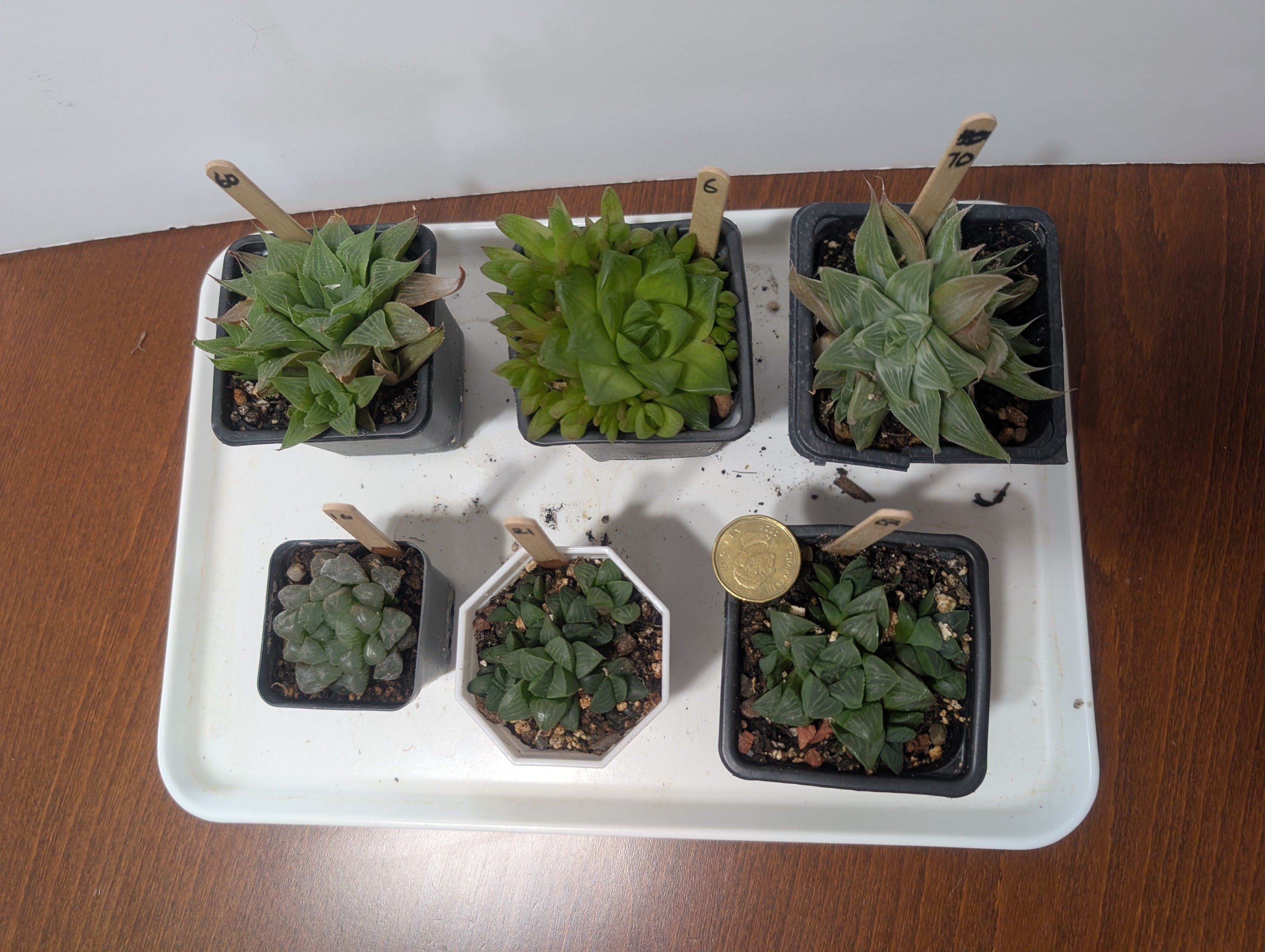 haworthia tropical succulents mini houseplants - photo 2