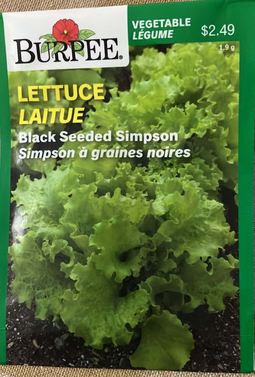 Lettuce Black Seeded Simpson Seeds