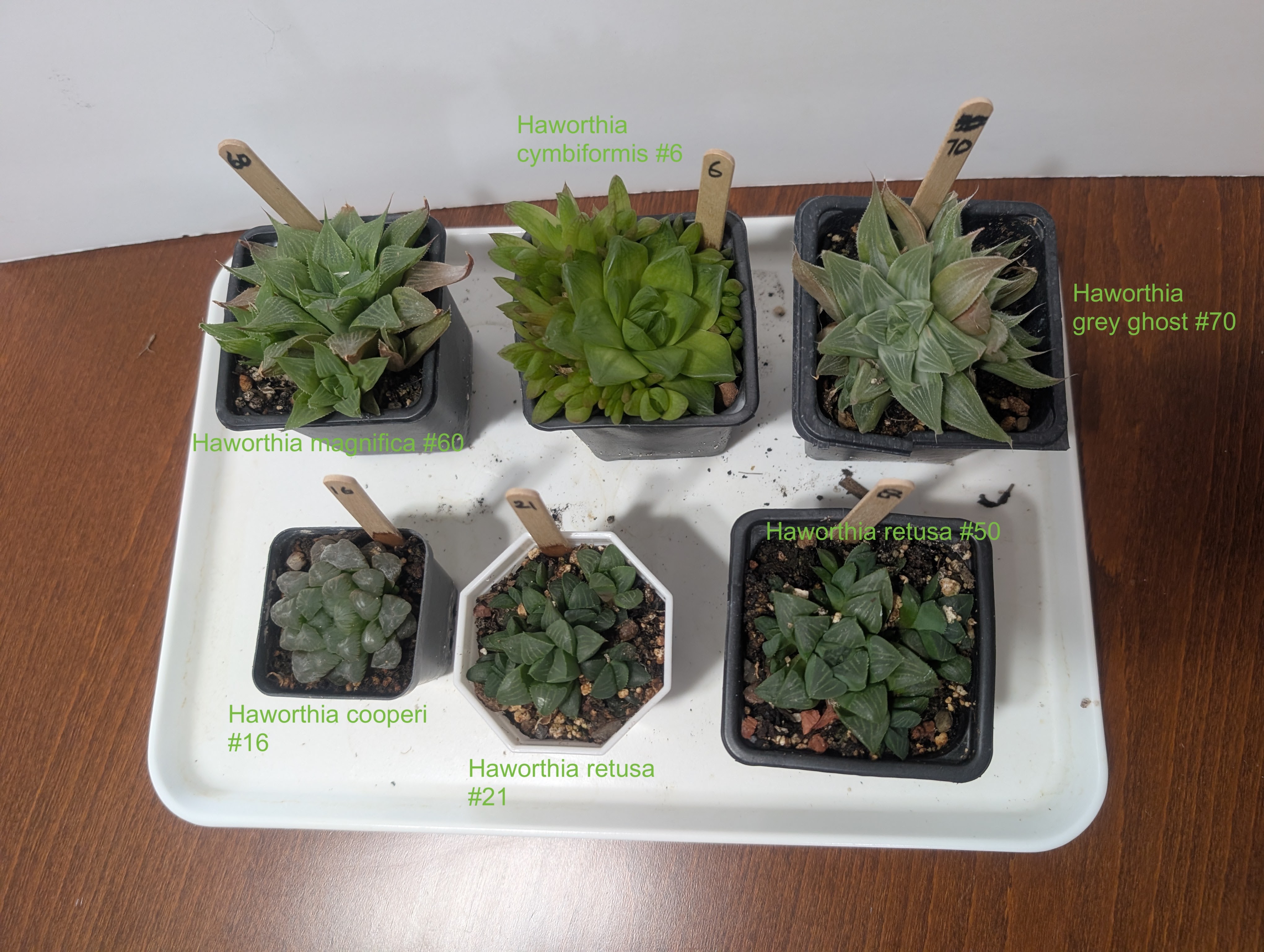 haworthia tropical succulents mini houseplants