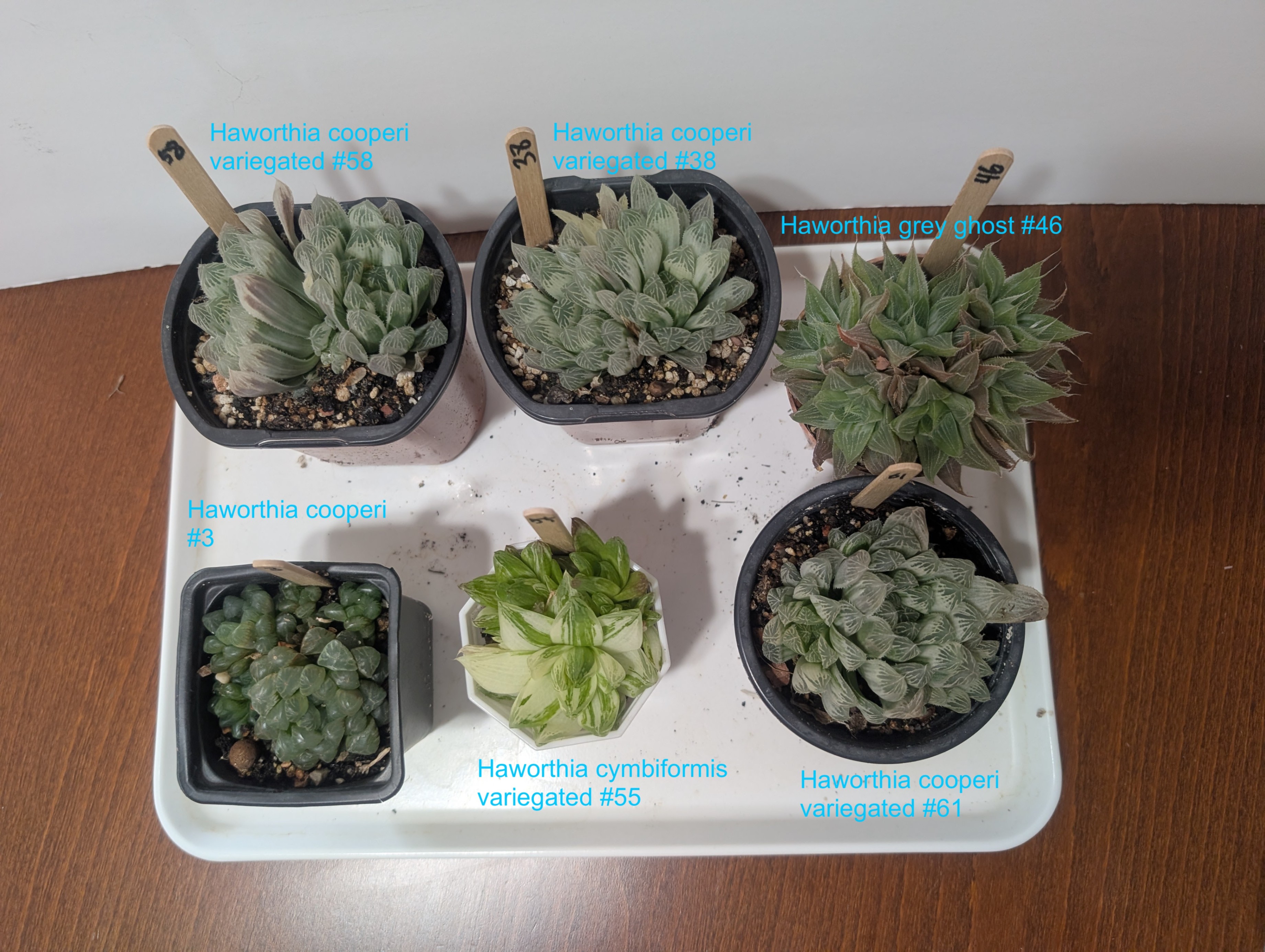 haworthia tropical succulents mini houseplants