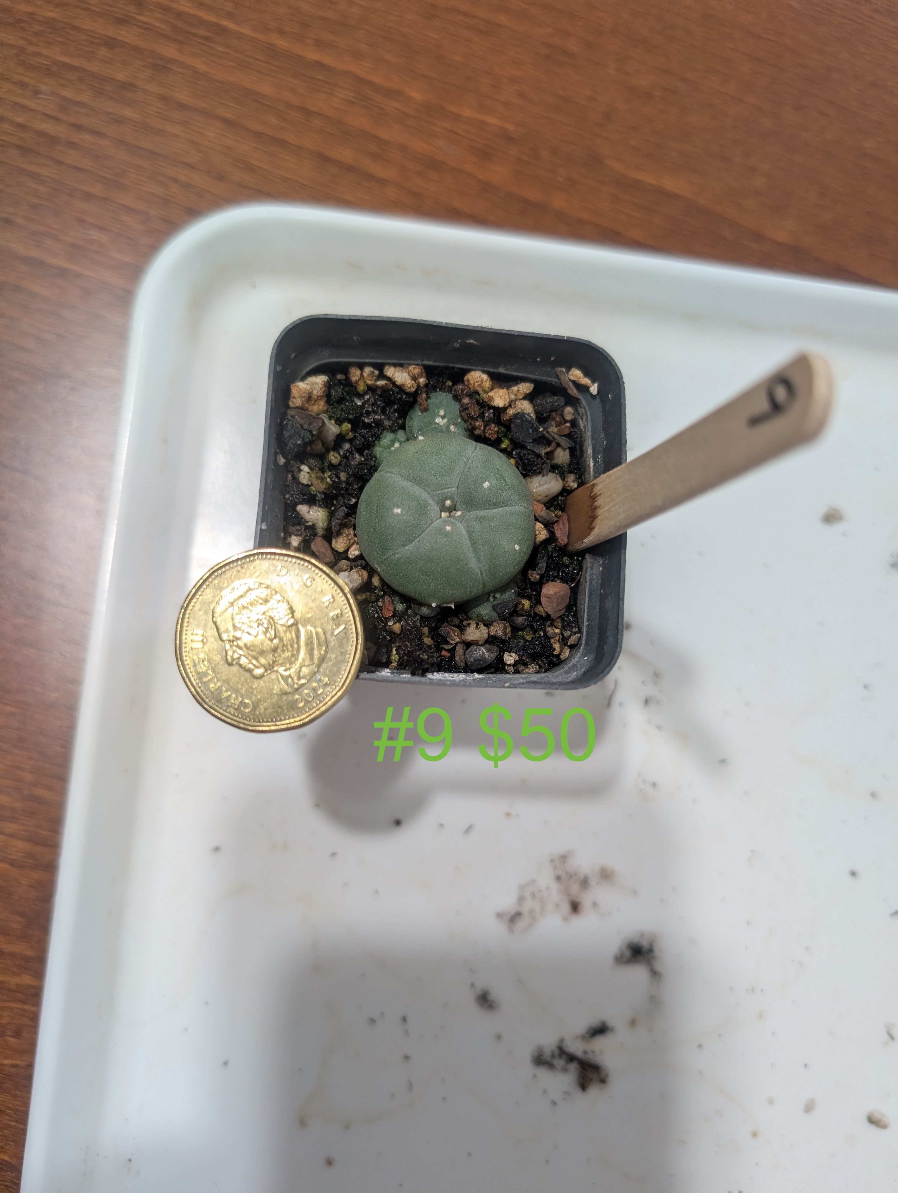 lophophora williamsii var caespitosa peyote cactus - photo 5