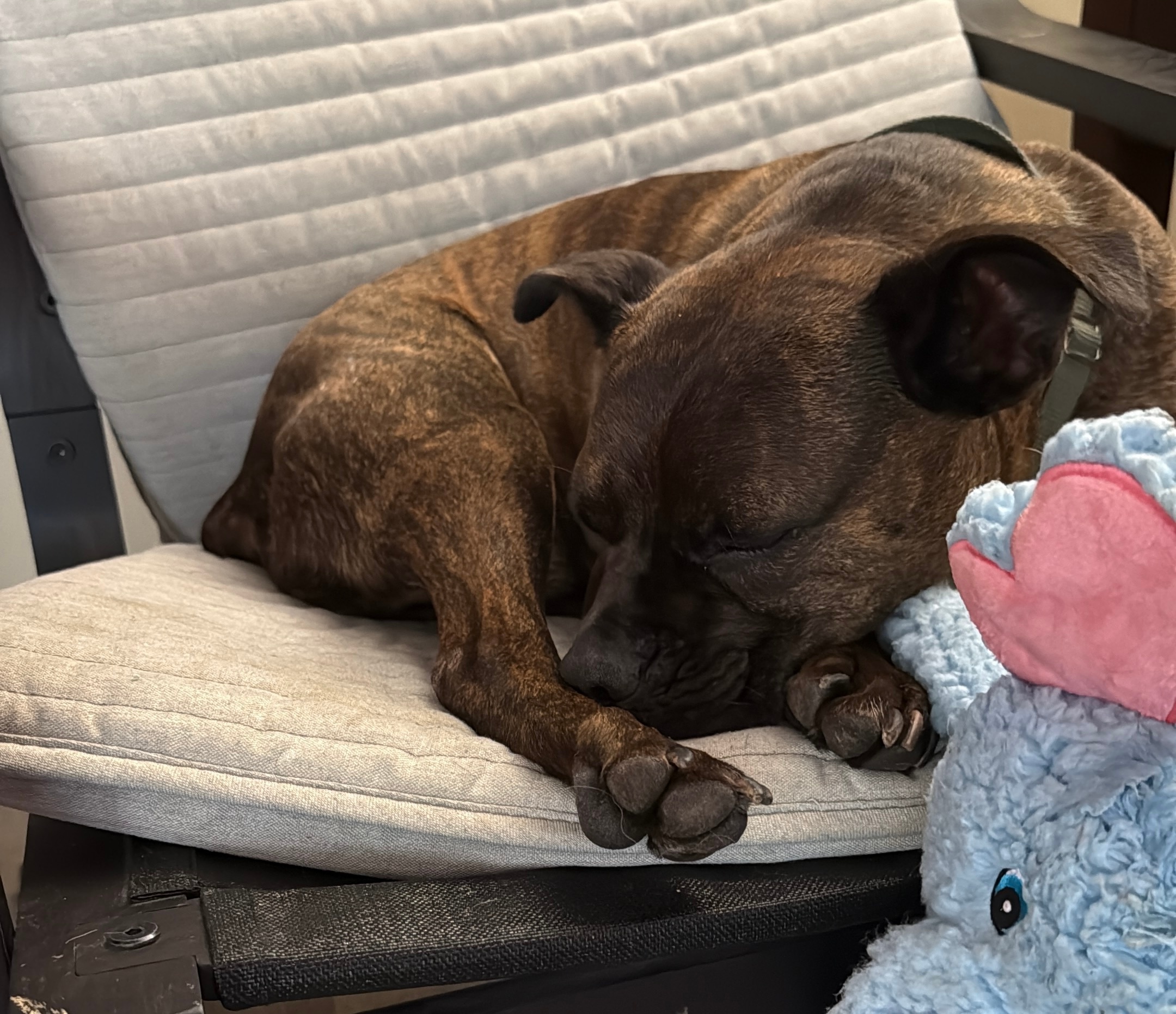 Loving Pet Boarding & In-Home Care – A True Home Away From Home!
