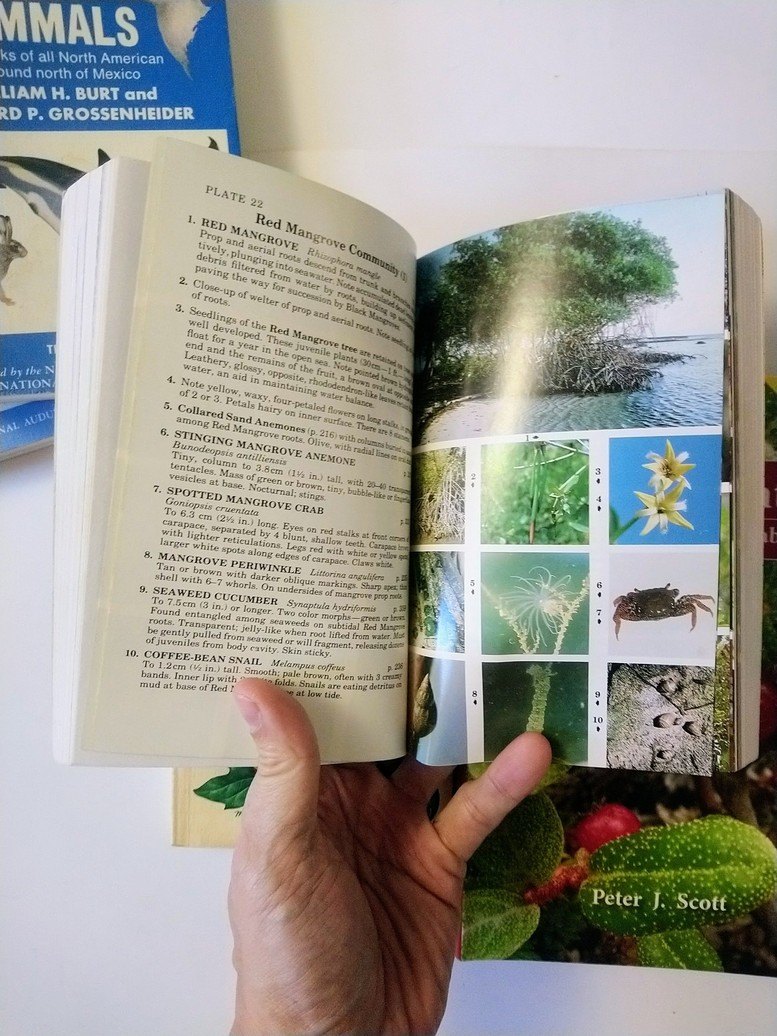 Nature Field Guides! - photo 4