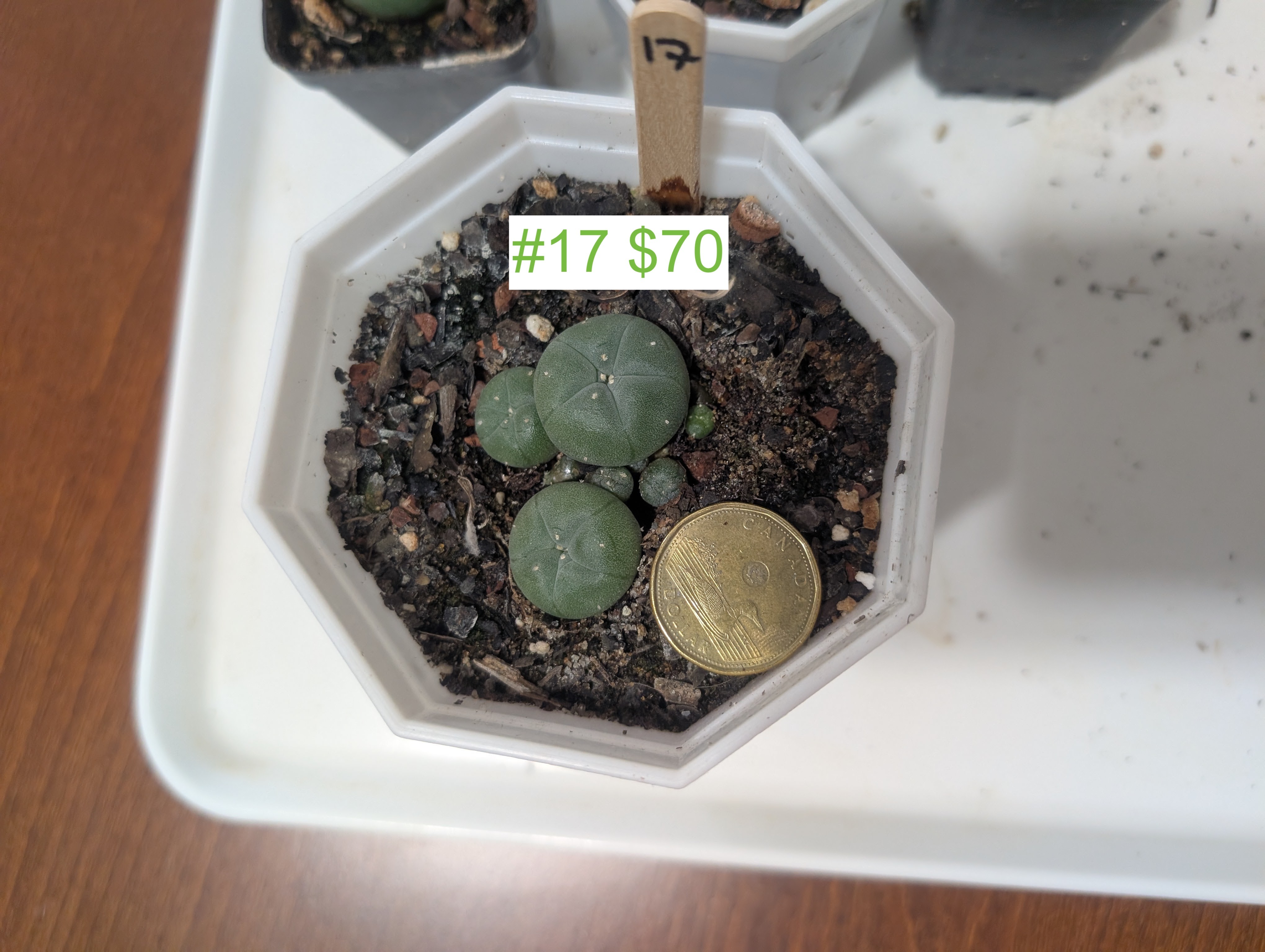 lophophora williamsii var caespitosa peyote cactus - photo 4