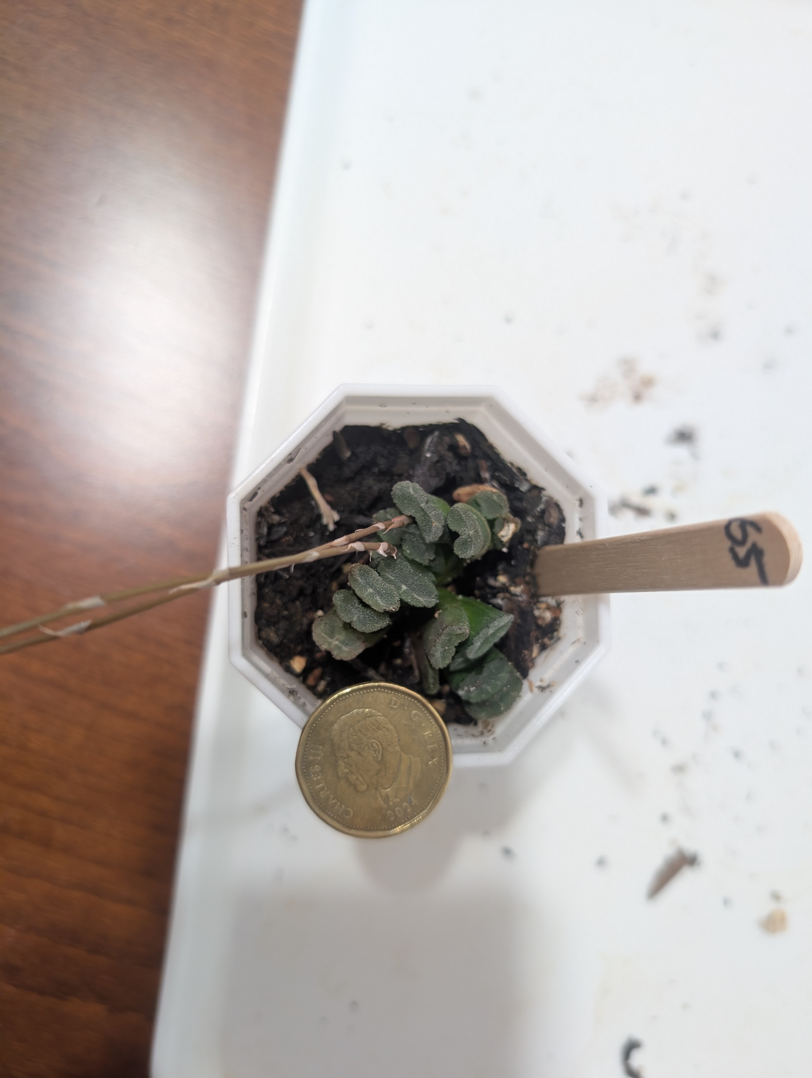 haworthia truncata mini tropical succulents plants - photo 3