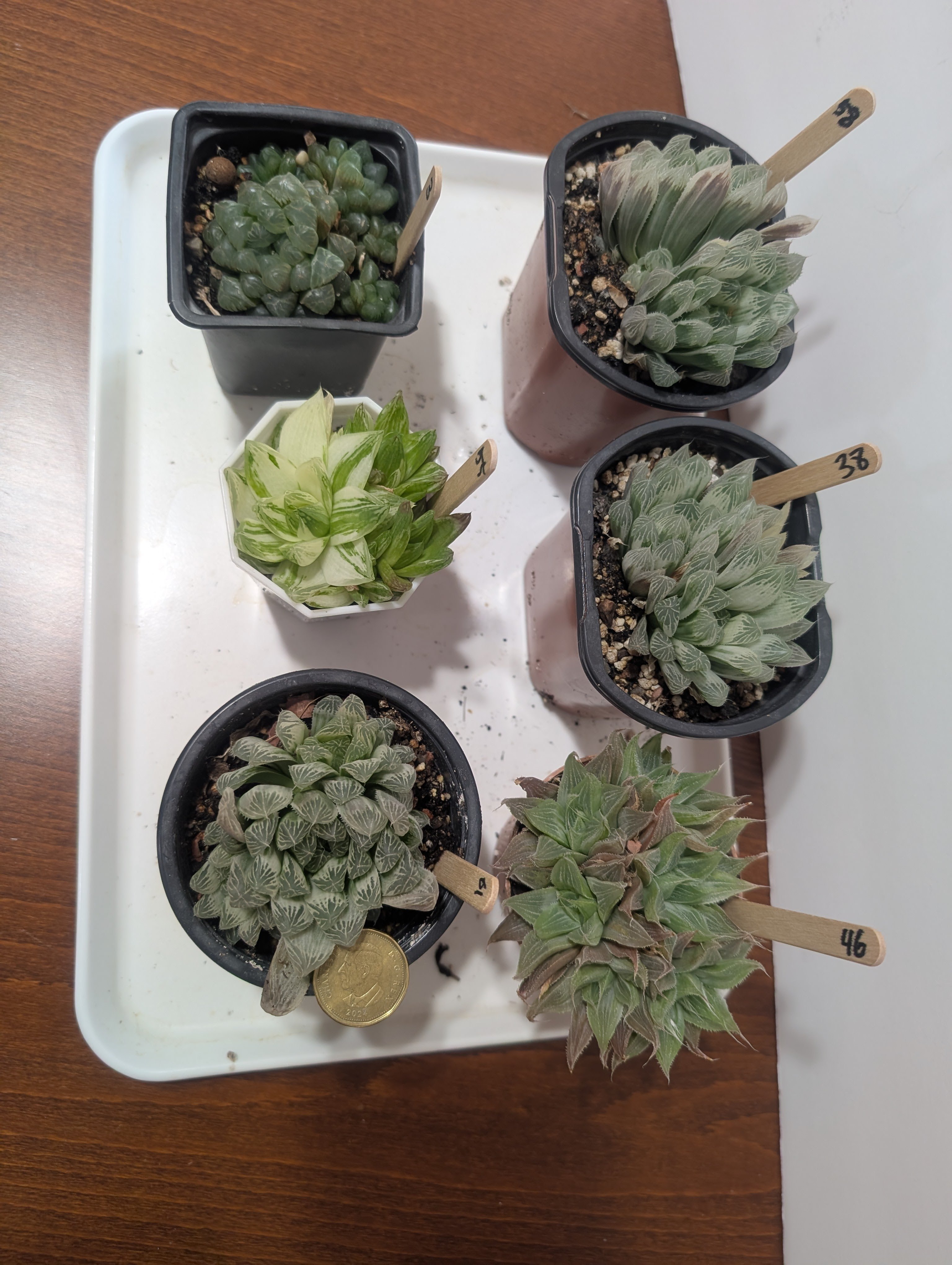 haworthia tropical succulents mini houseplants - photo 3