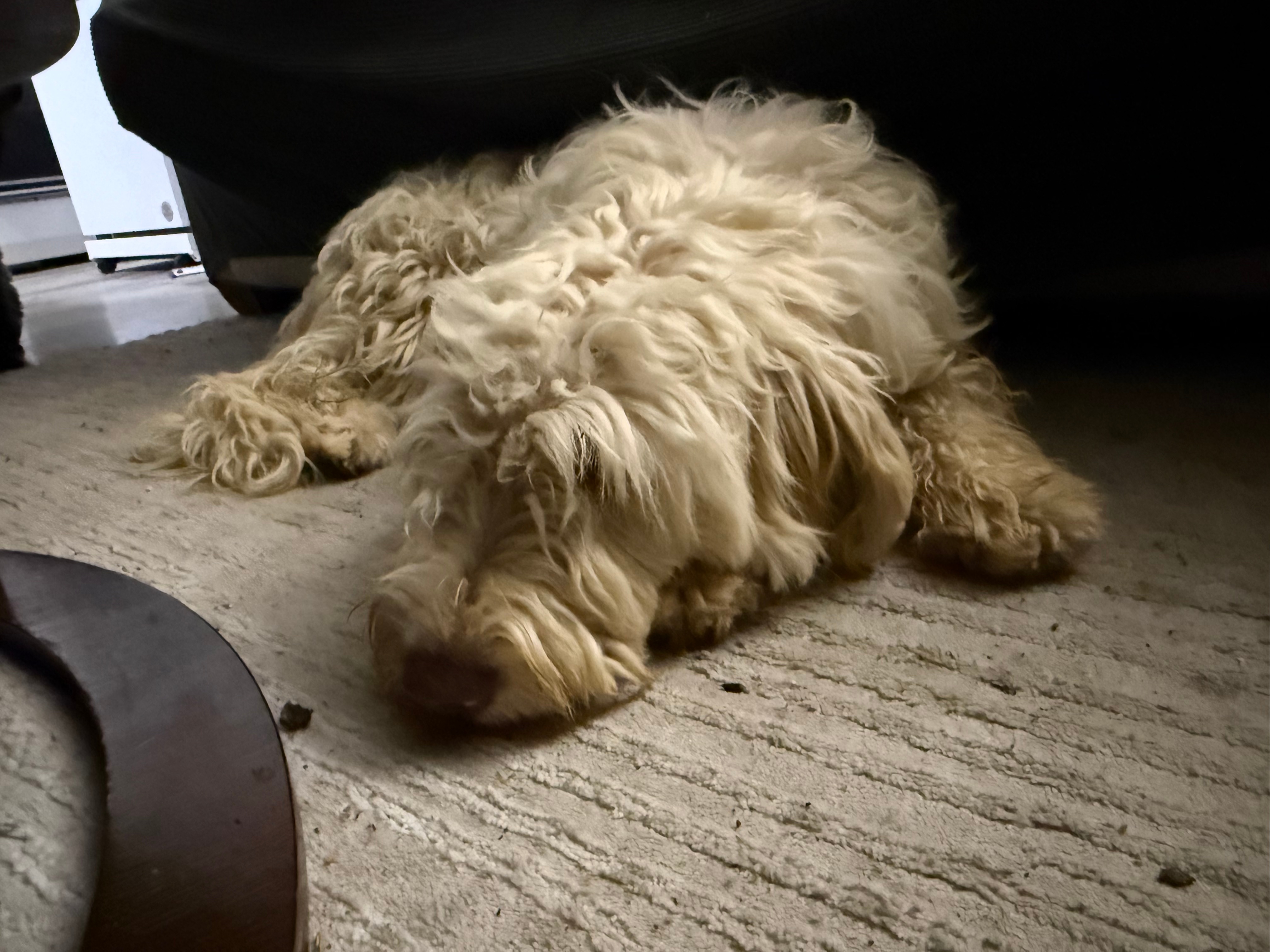 Loving Pet Boarding & In-Home Care – A True Home Away From Home! - photo 2